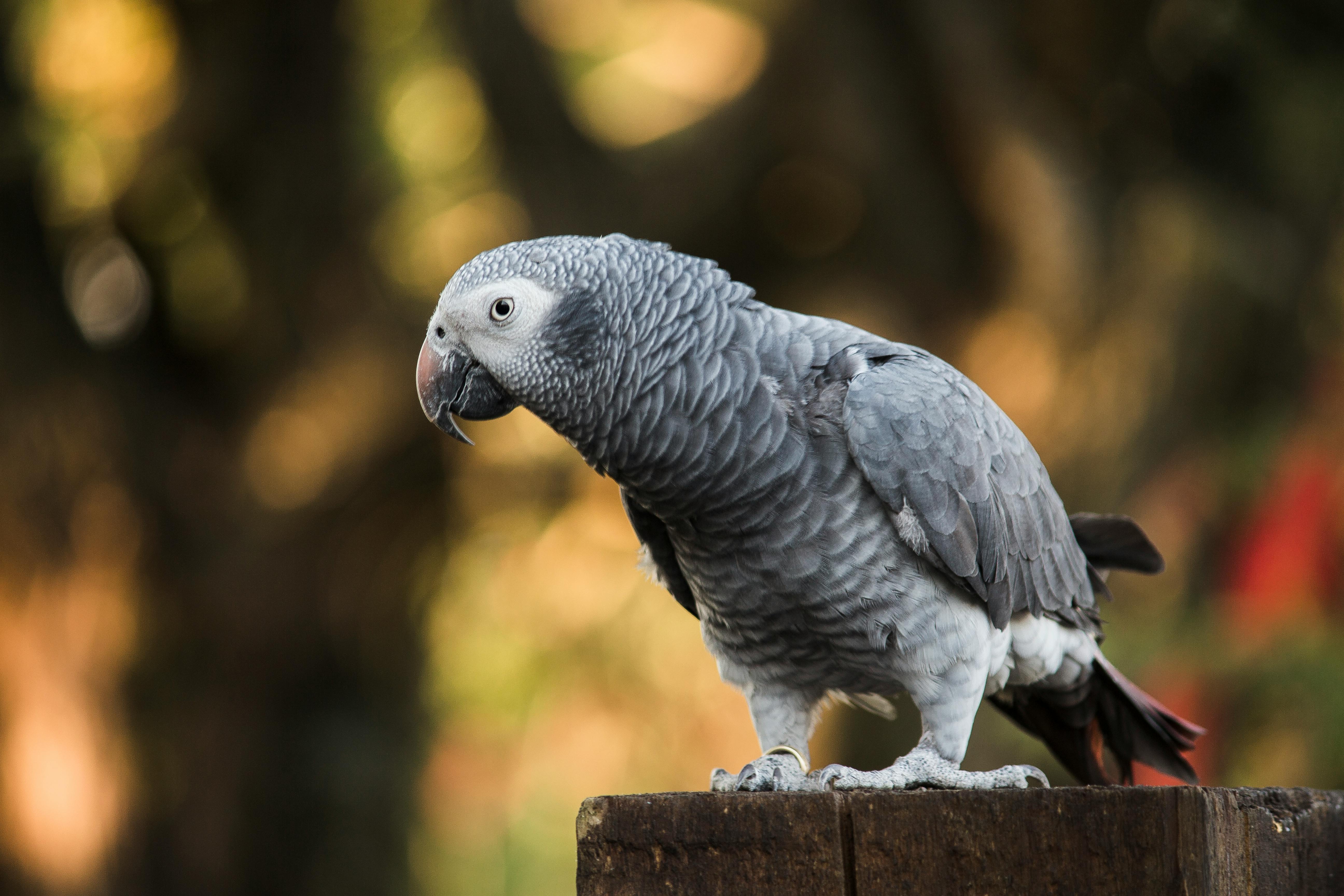 African Parrot