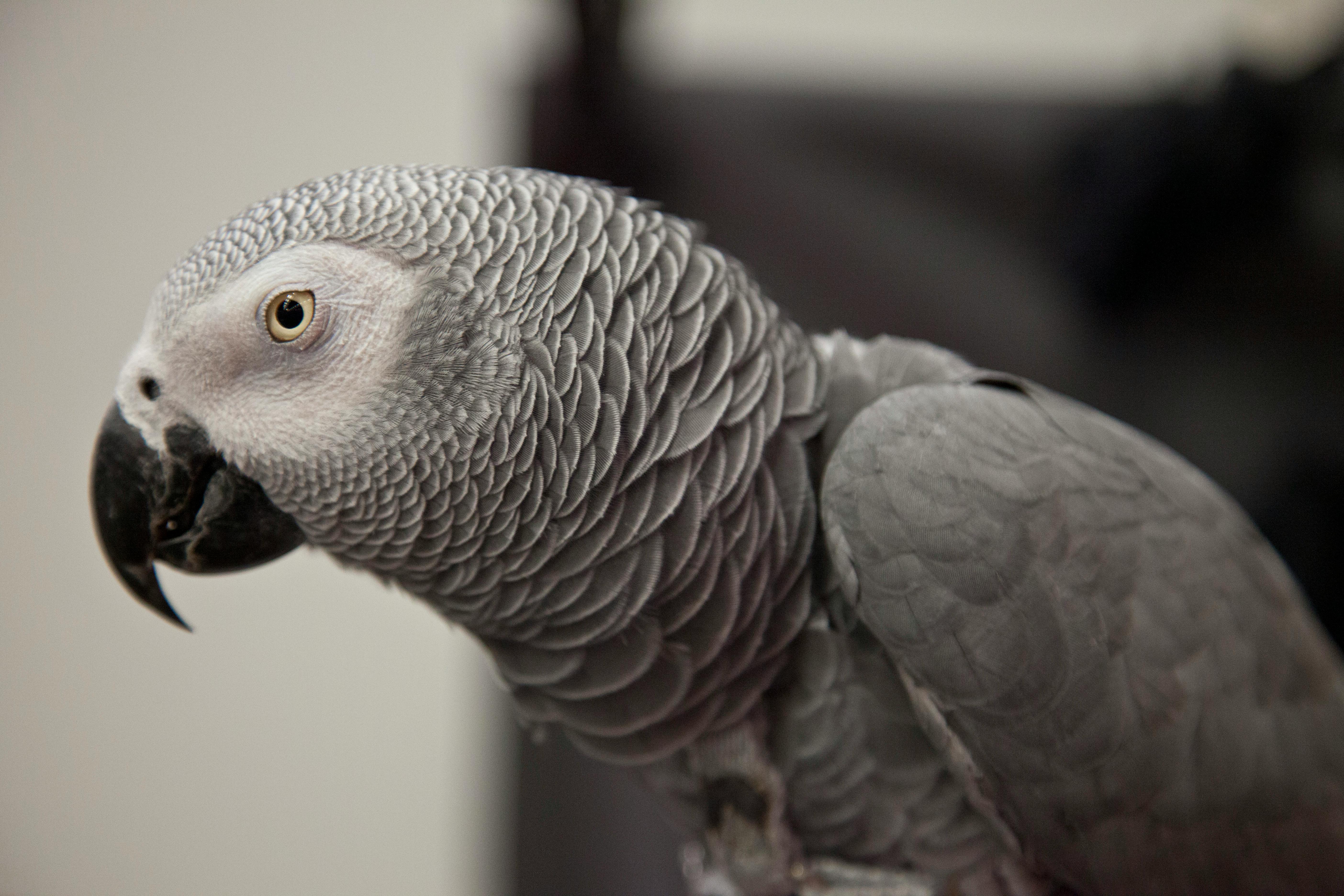 African Parrot Interaction