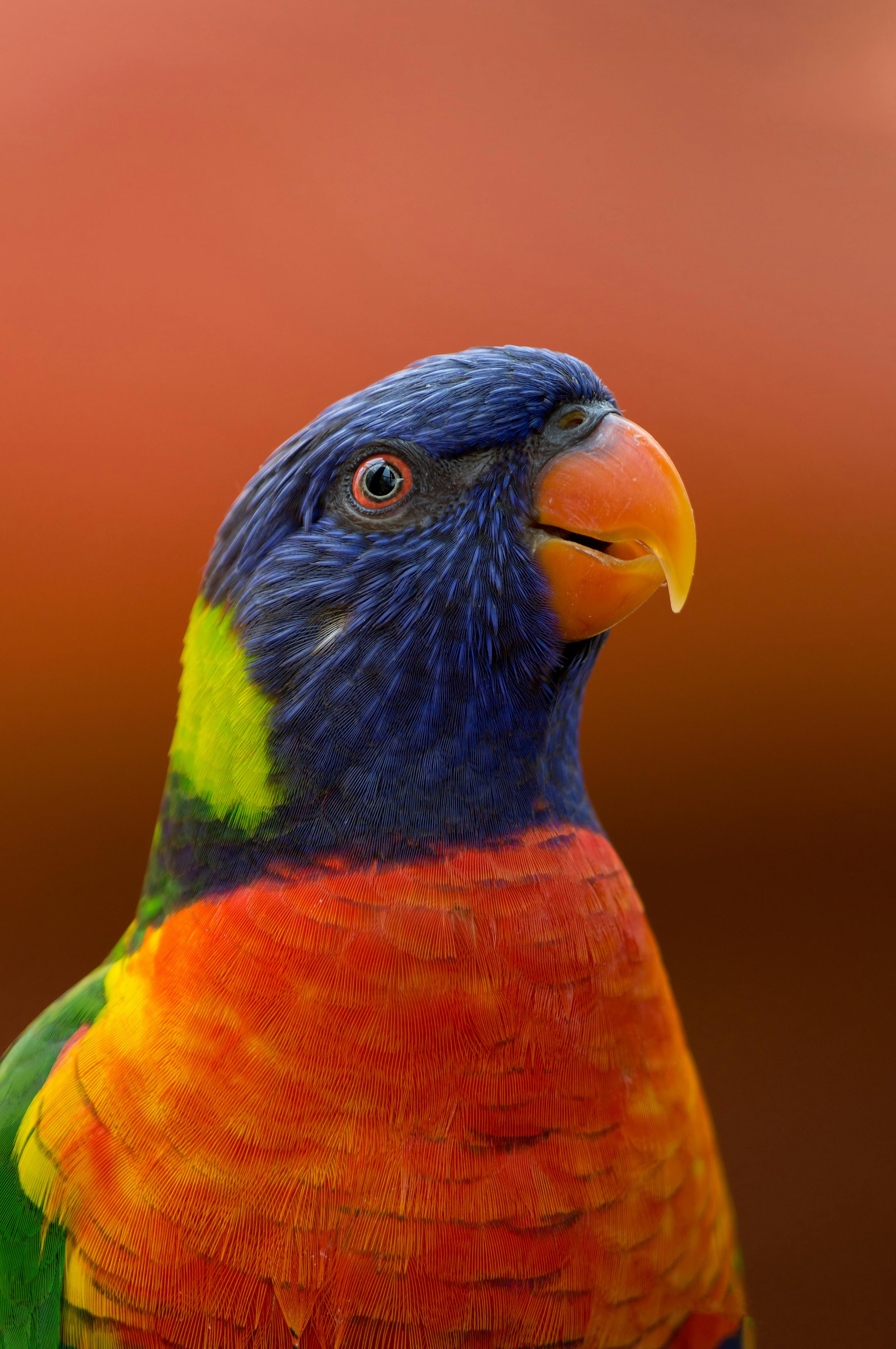 Parrot in a cage