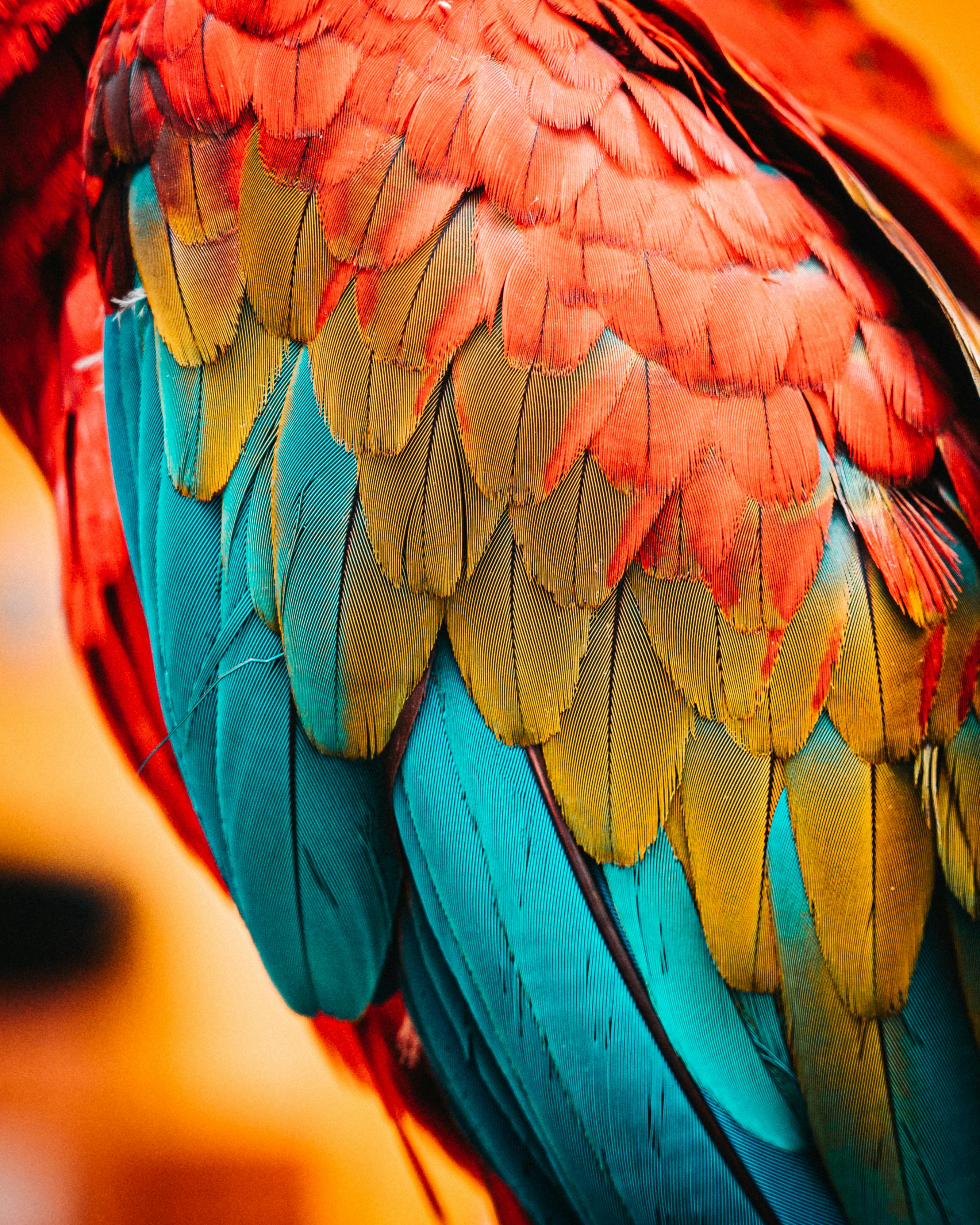 Parrots in a pet store