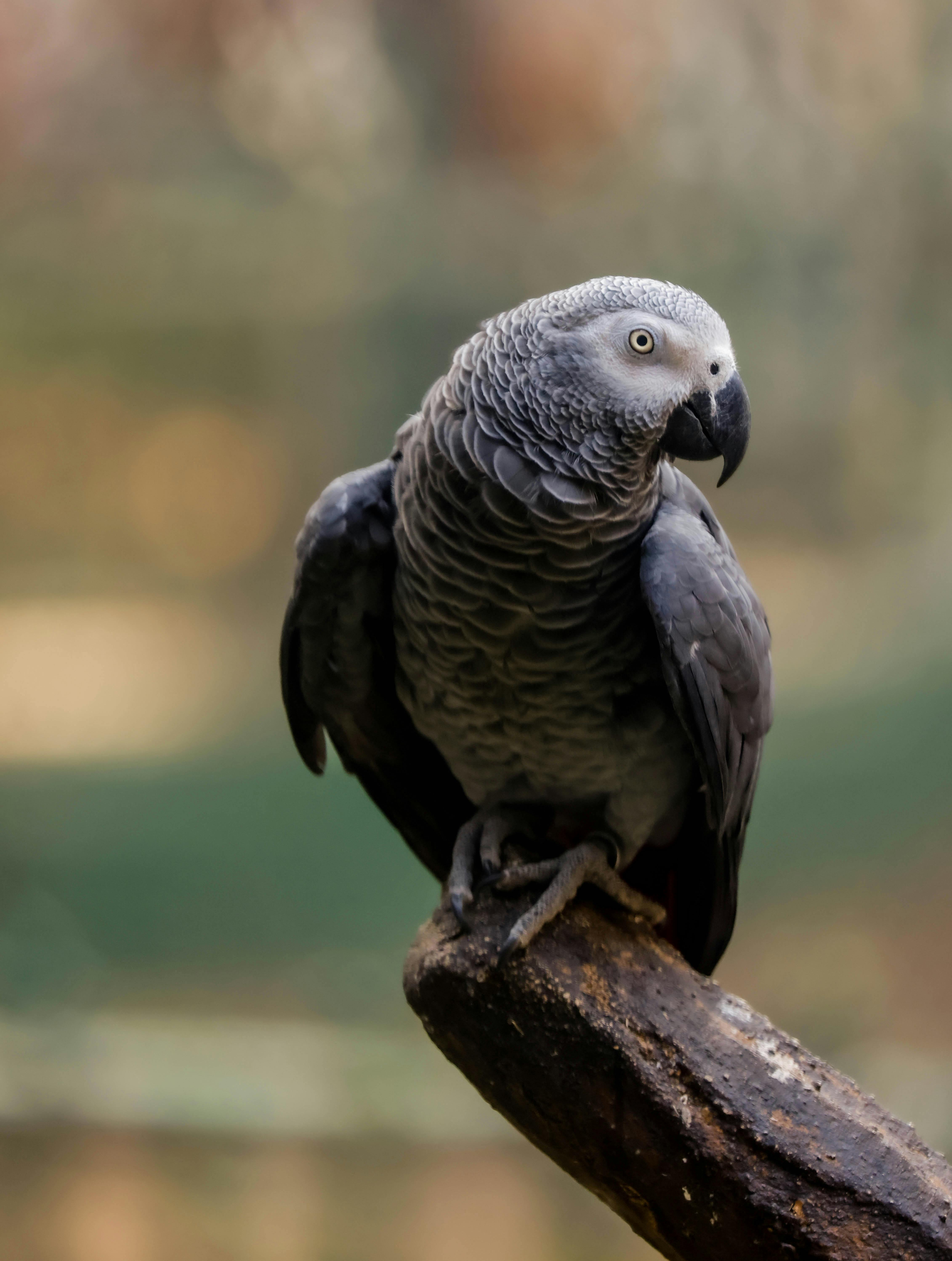 African Grey Parrot Lifespan