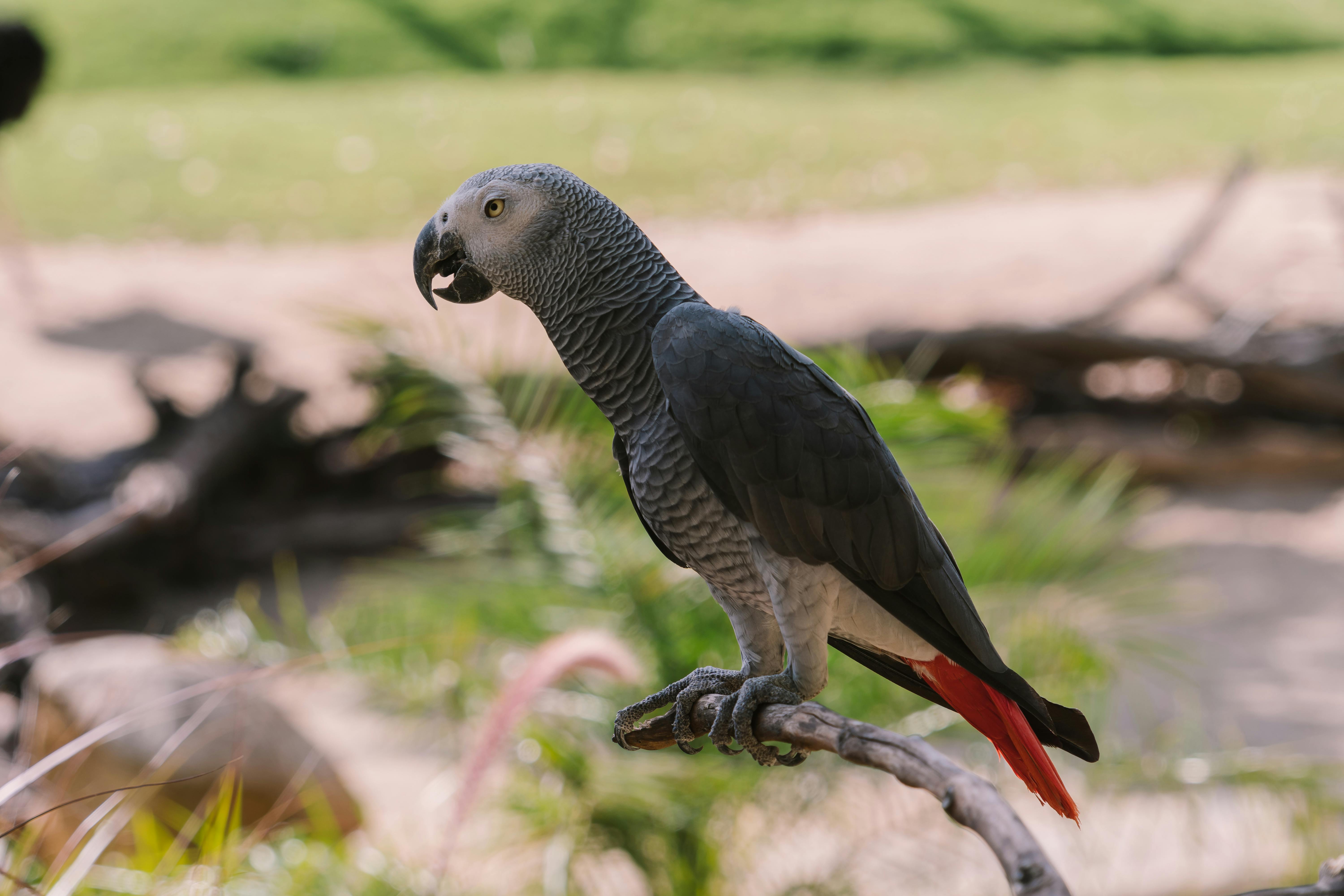 Healthy African Grey Parrot