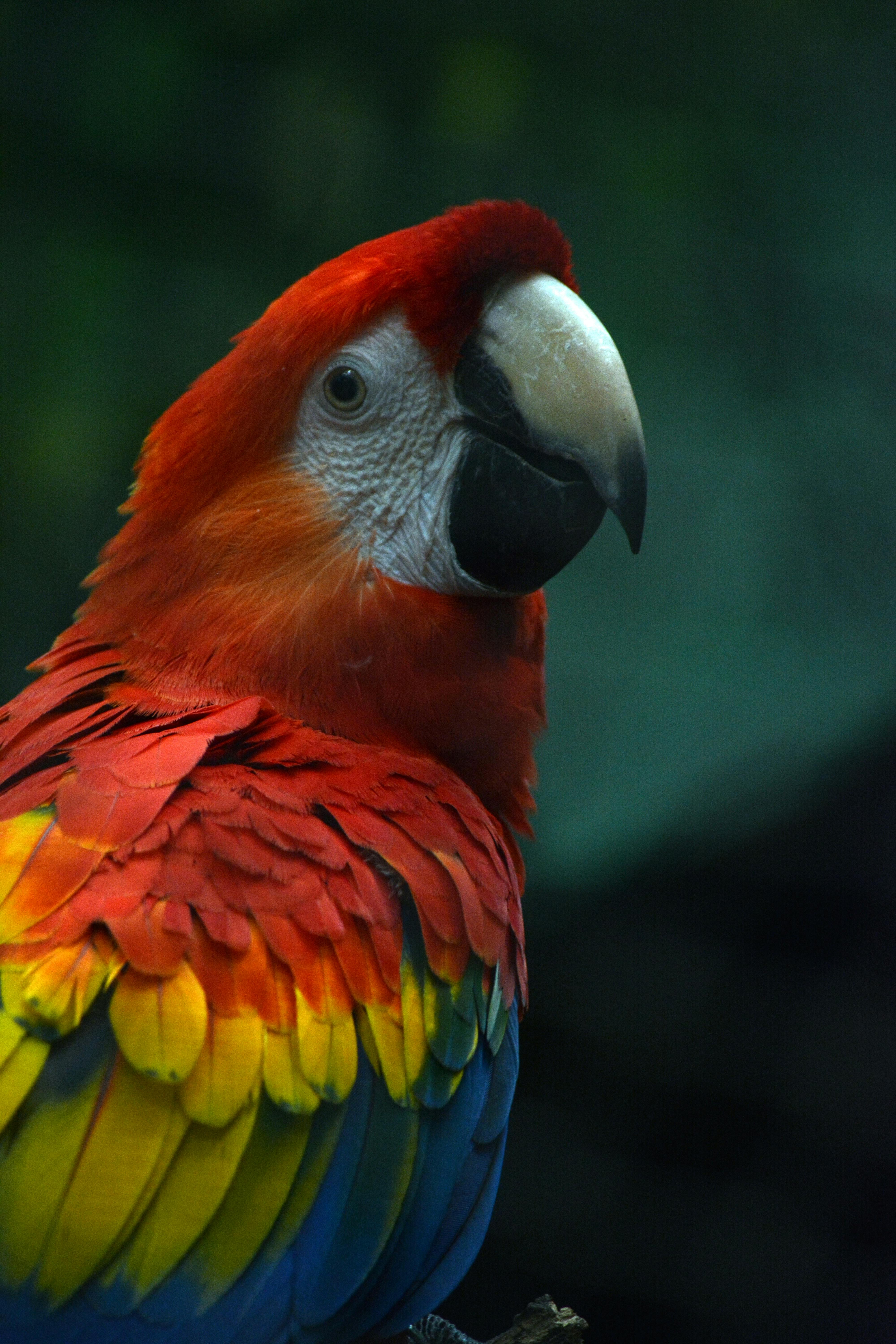 Colorful Macaw Parrot