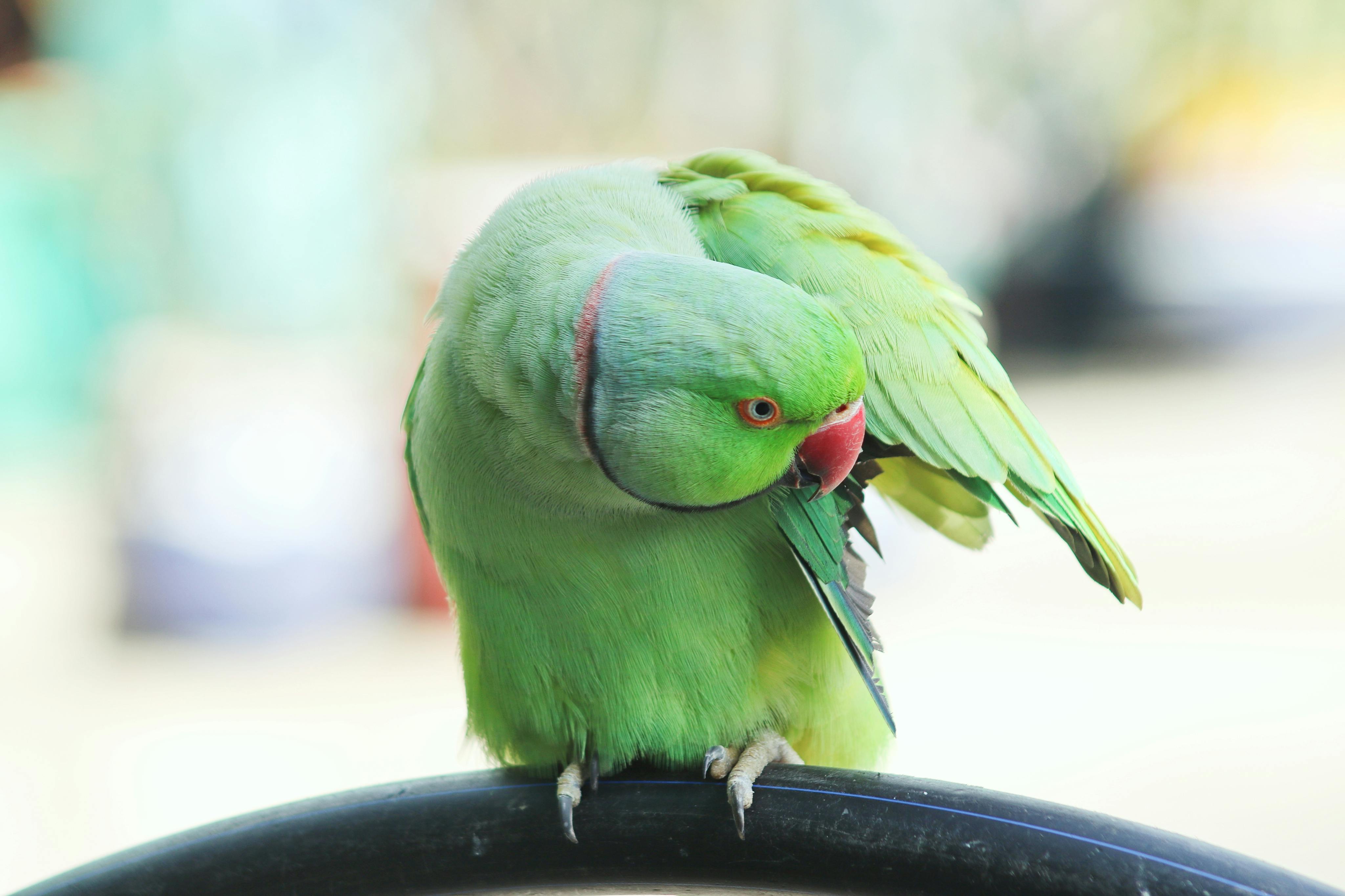 Happy Ring Neck Parrot