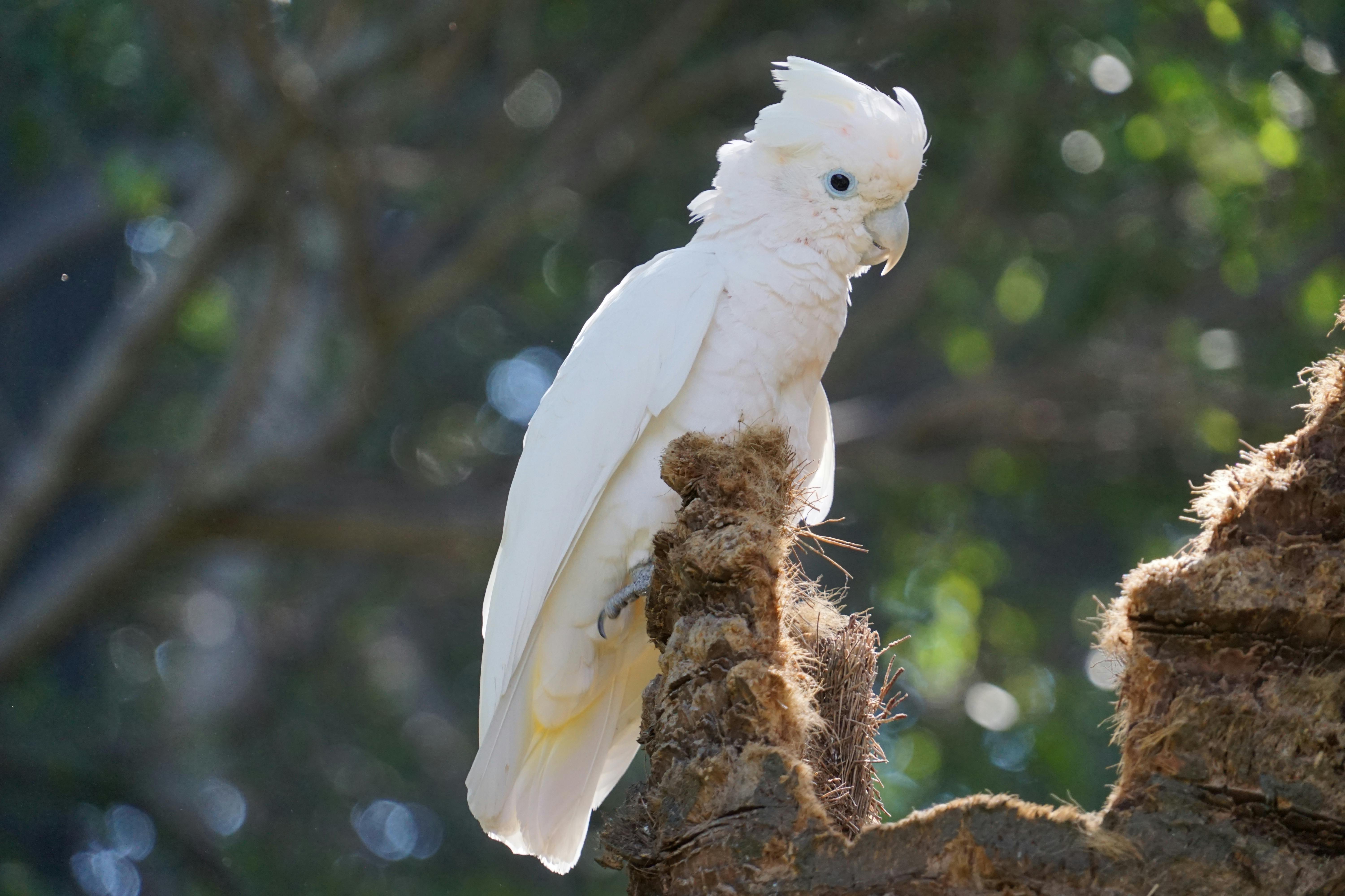 Cost of a Parrot