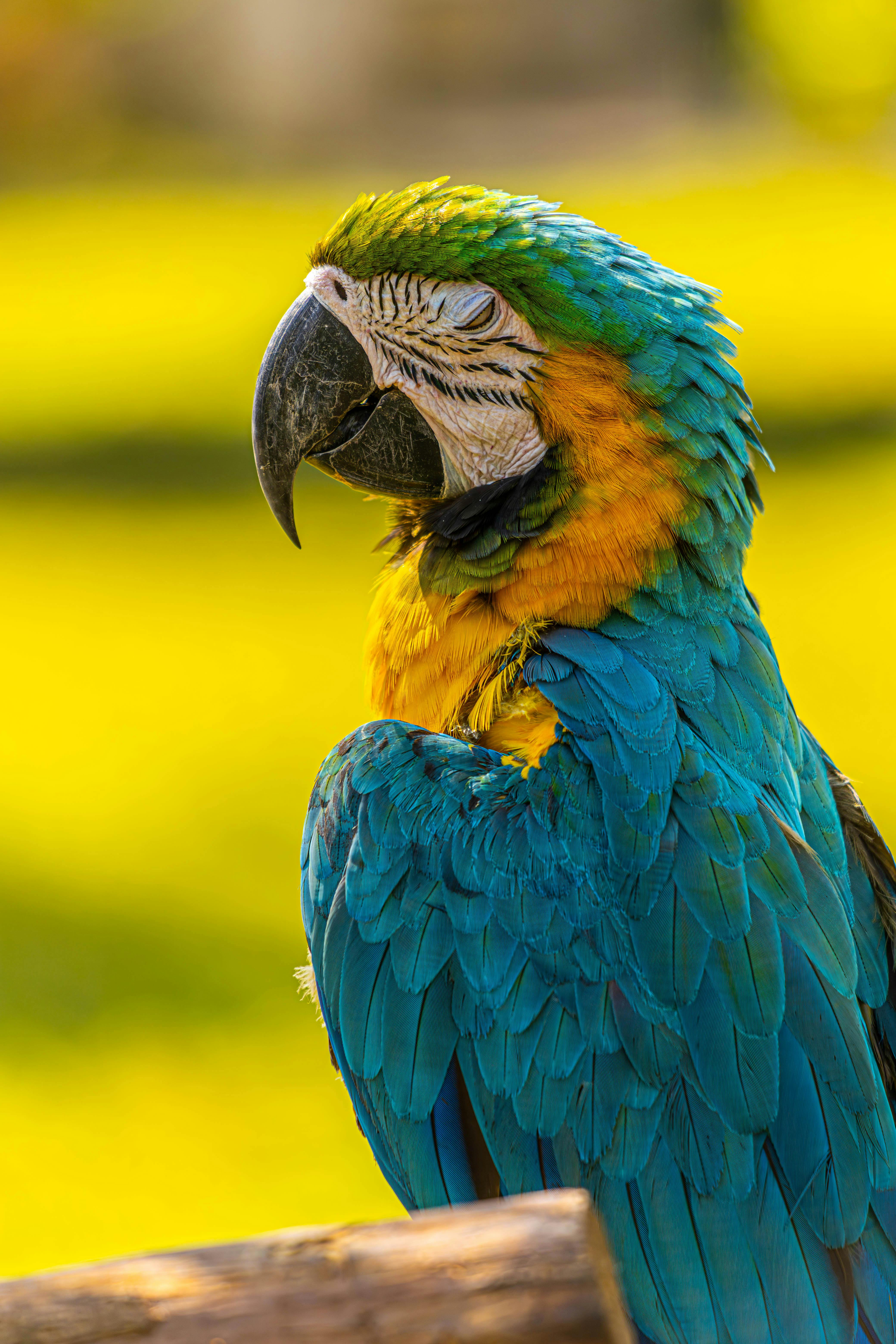 Understanding Parrot Prices