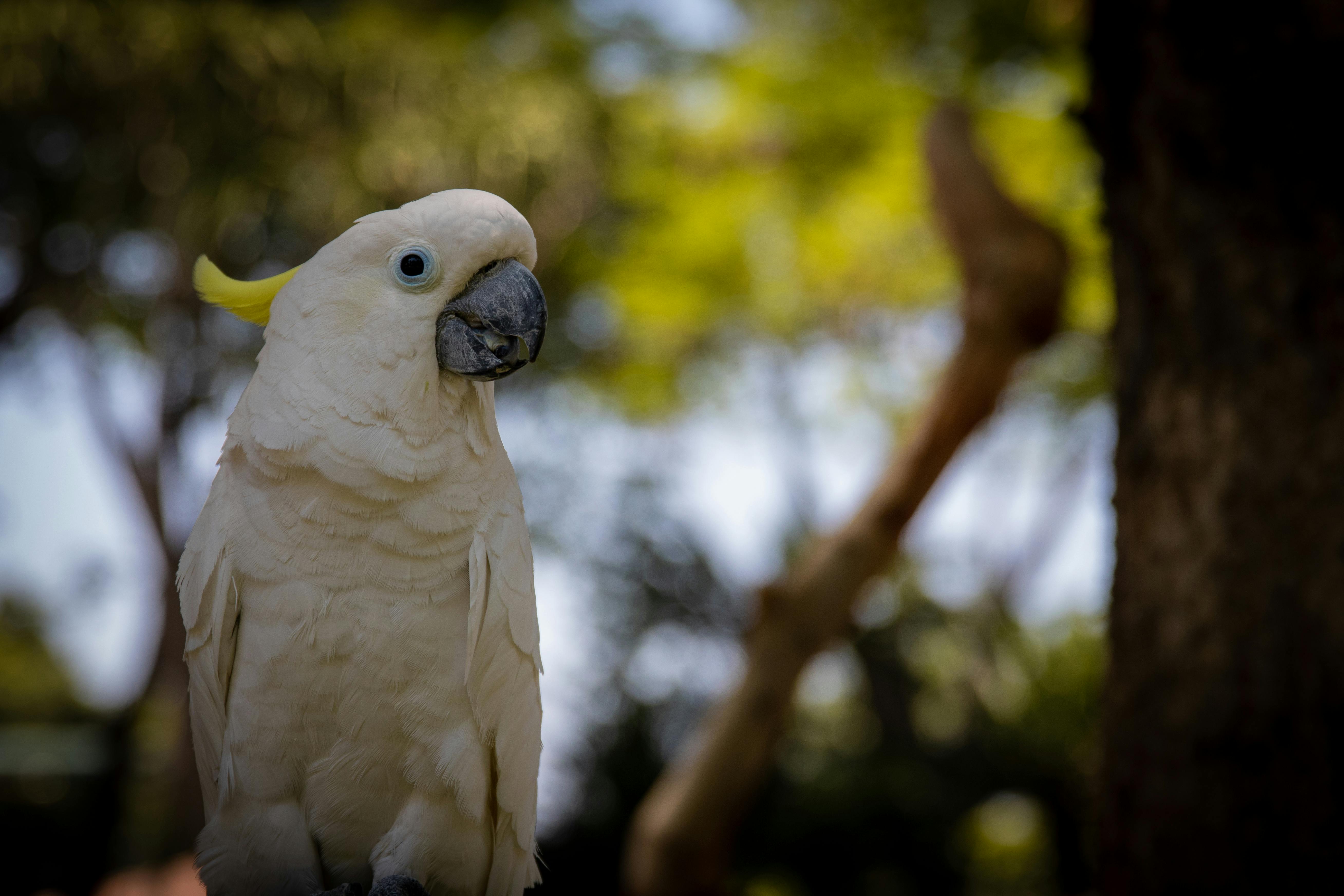 Parrot Longevity Insights