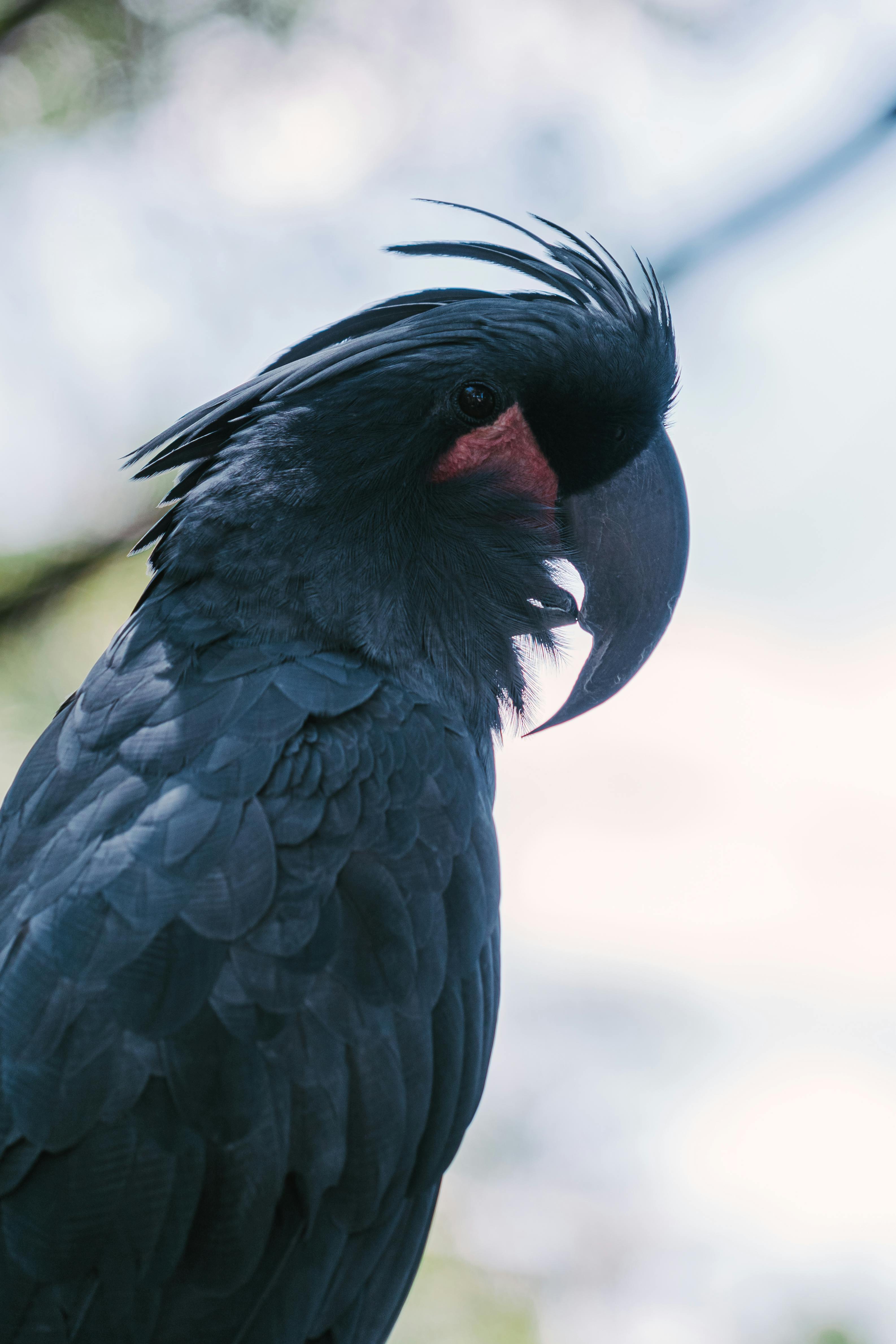 Black Parrot