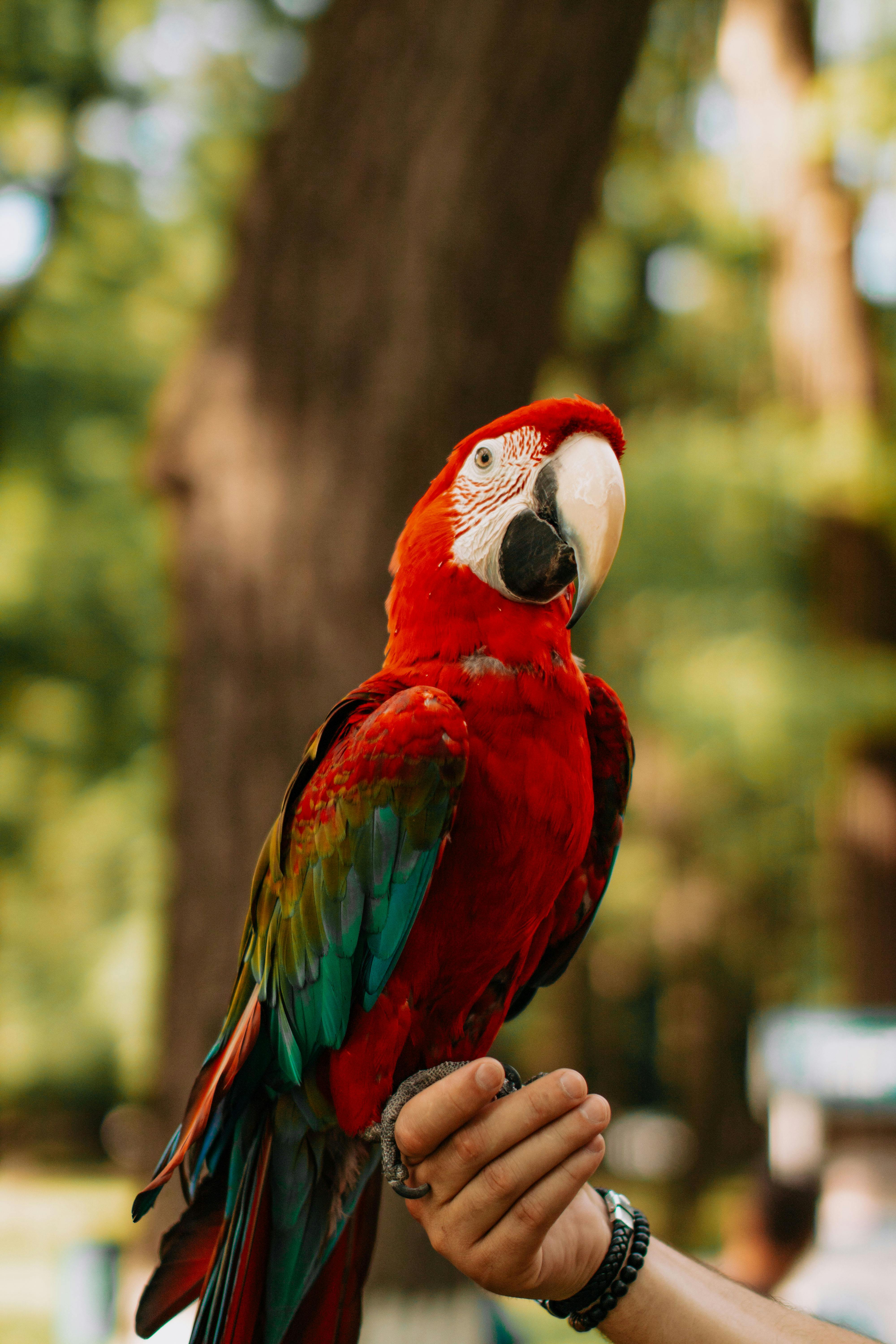 Blue Macaw Parrot