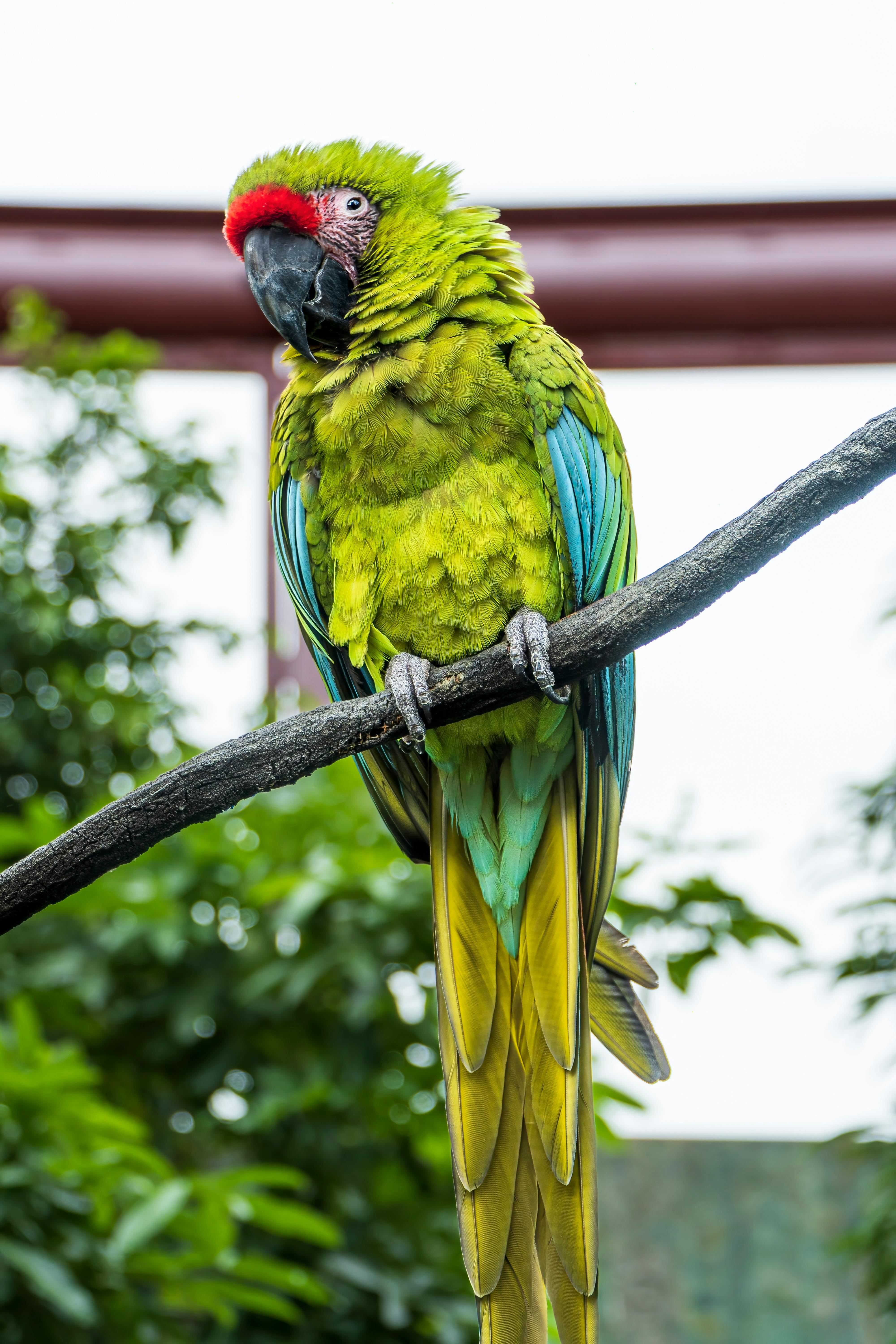 Blue Macaw Parrot