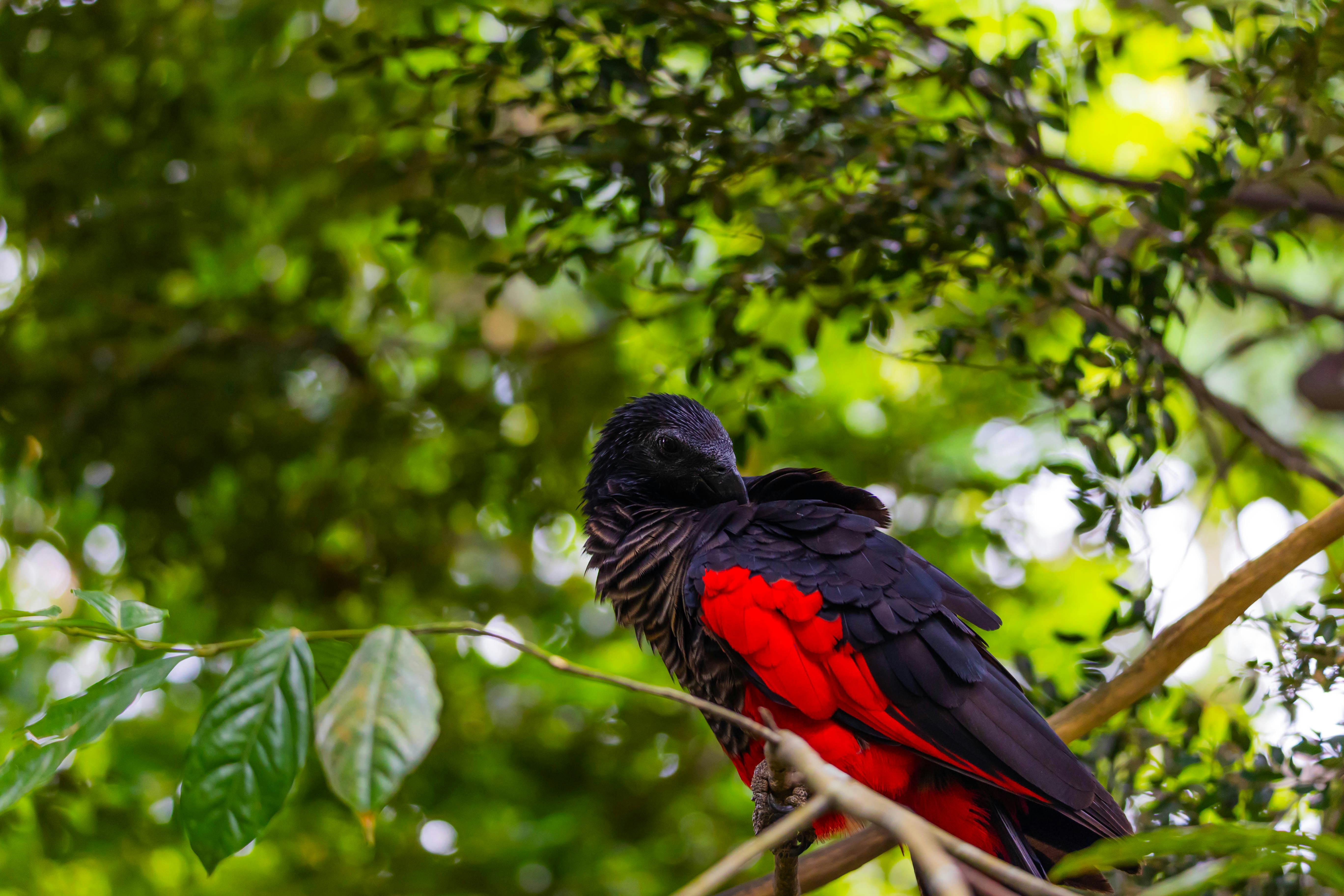 Parrot Jungle Miami