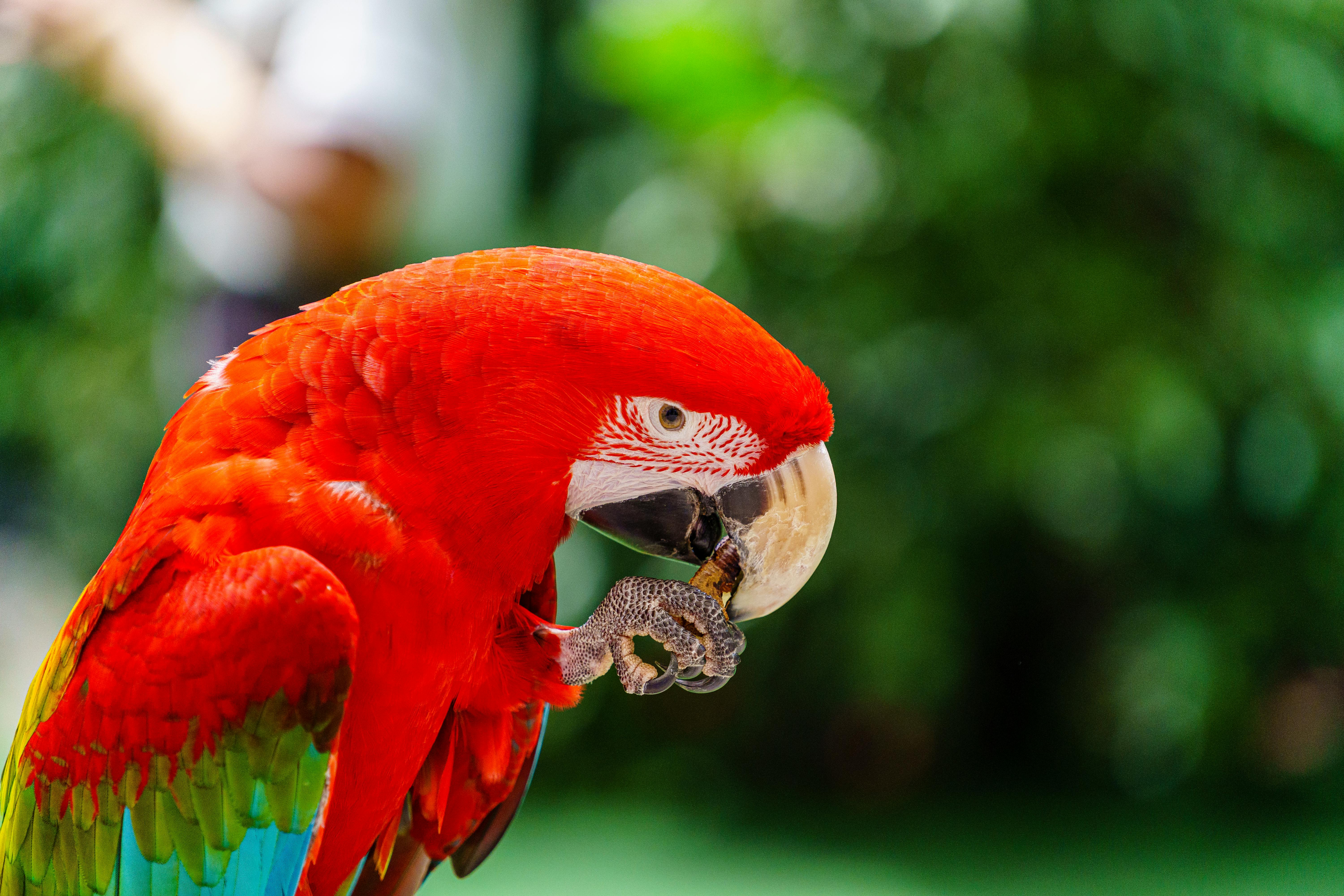 Interactive Wildlife at Parrot Jungle