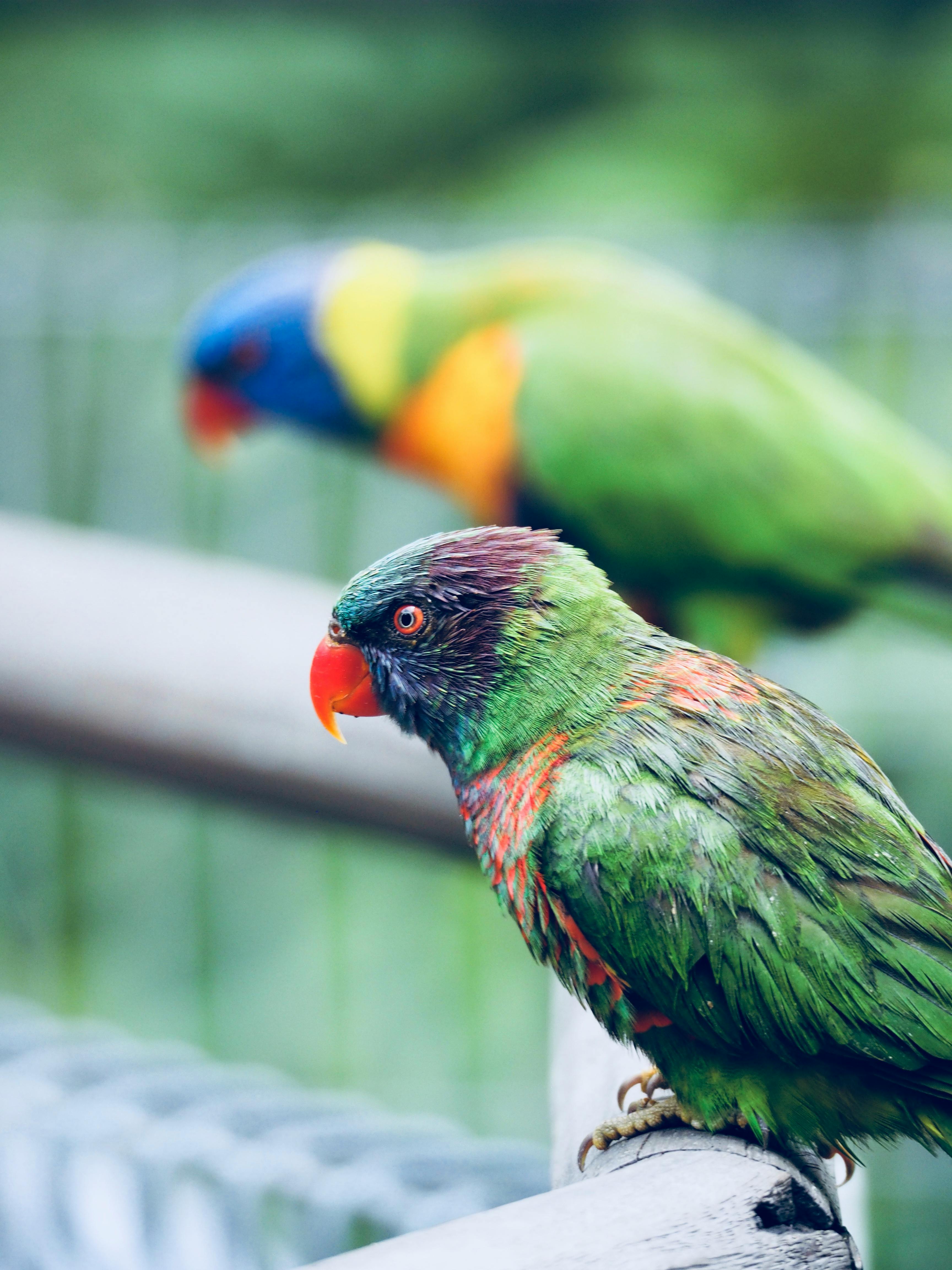 Blue Parrot Bird in Habitat