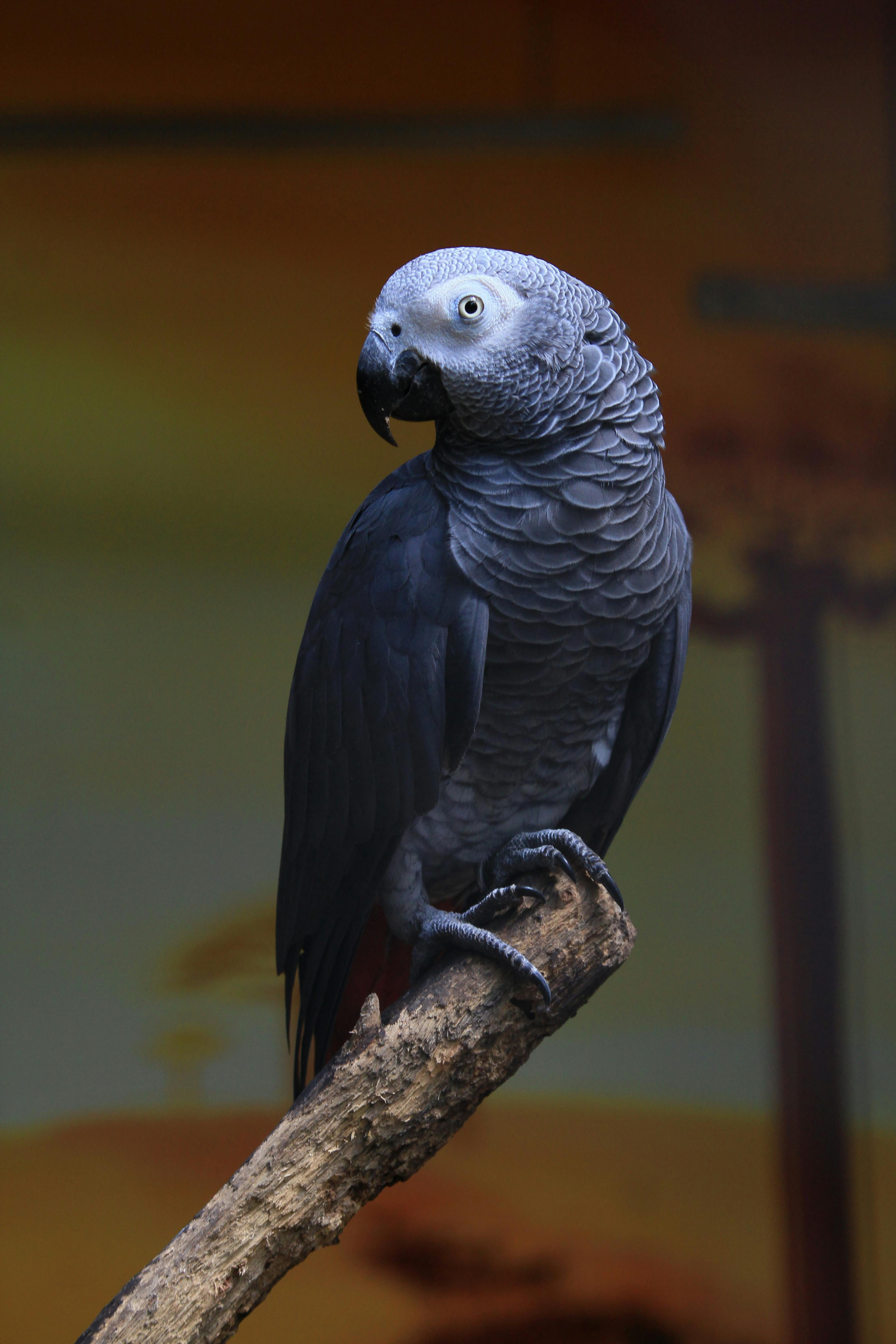 African Grey Parrot