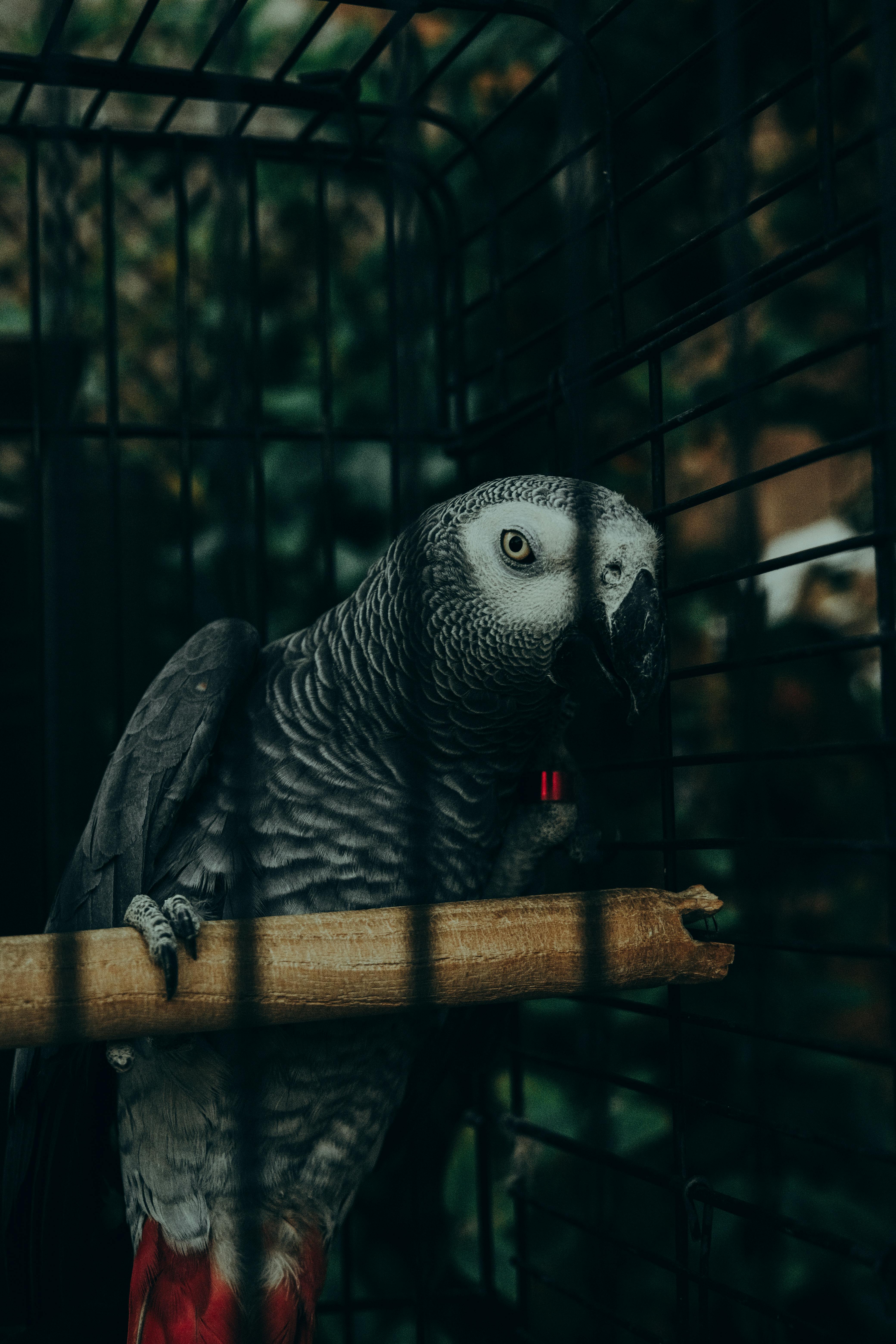 Healthy Food for African Grey Parrot