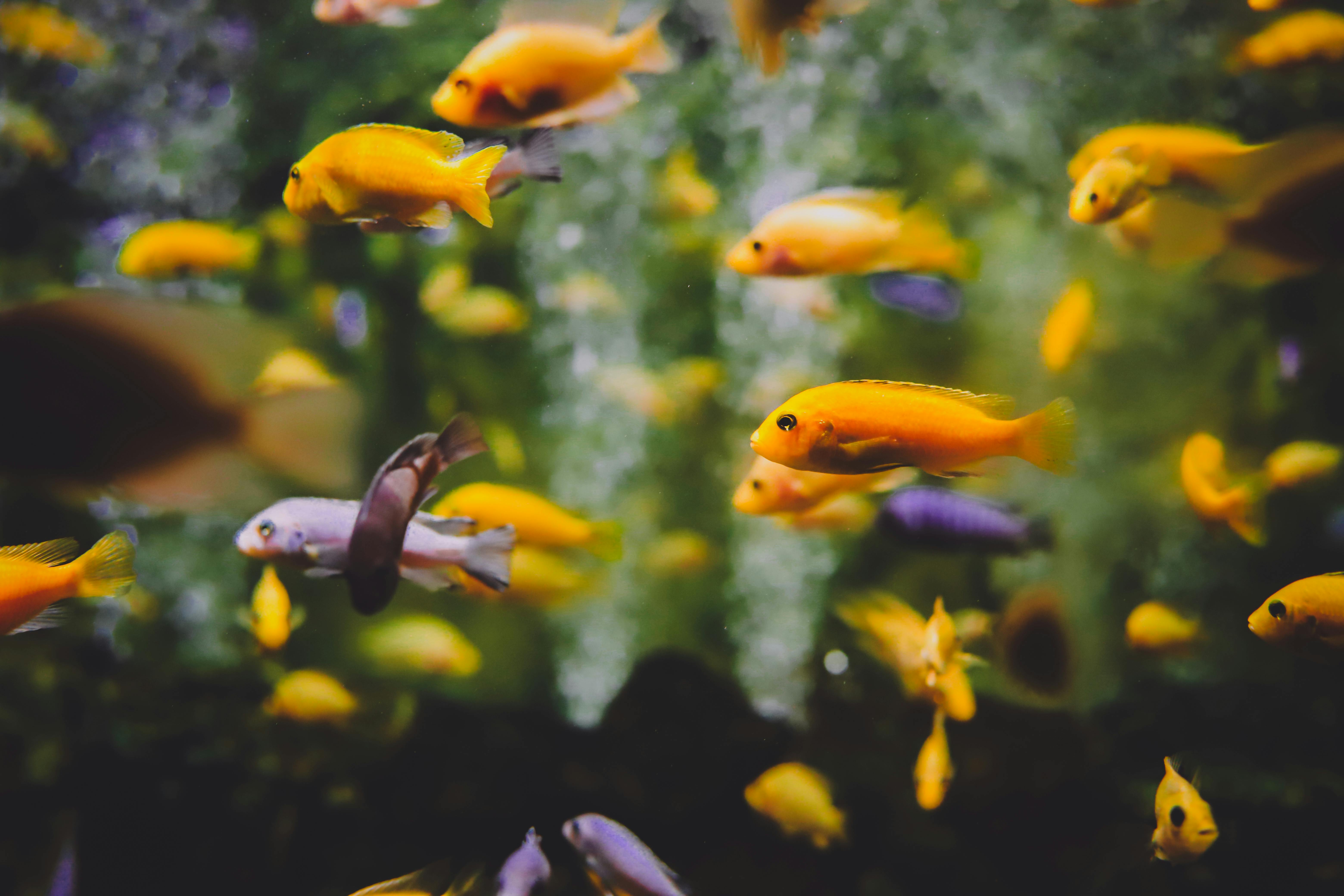 Vibrant Parrot Fish in Aquarium