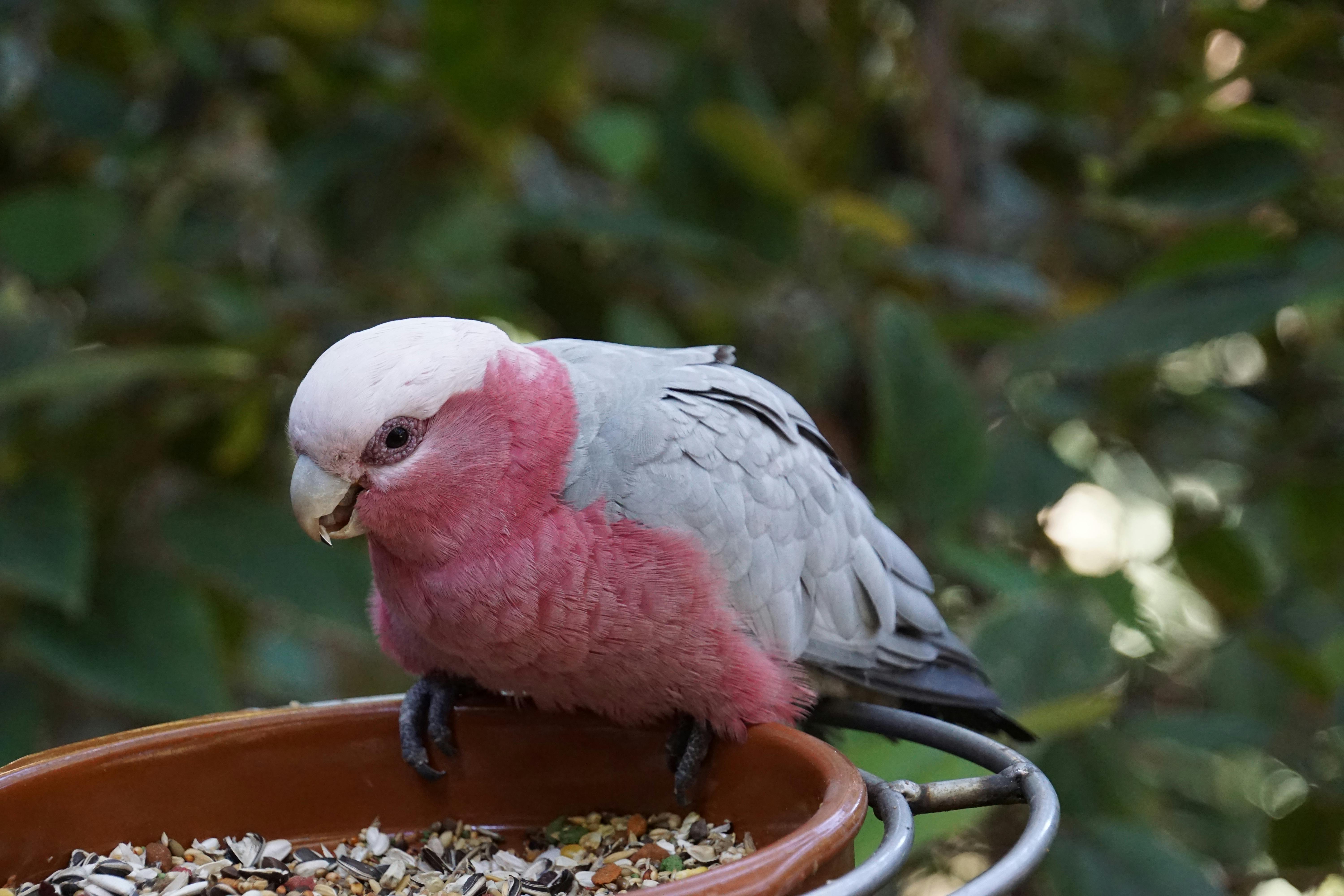 Colorful Parrot Toys