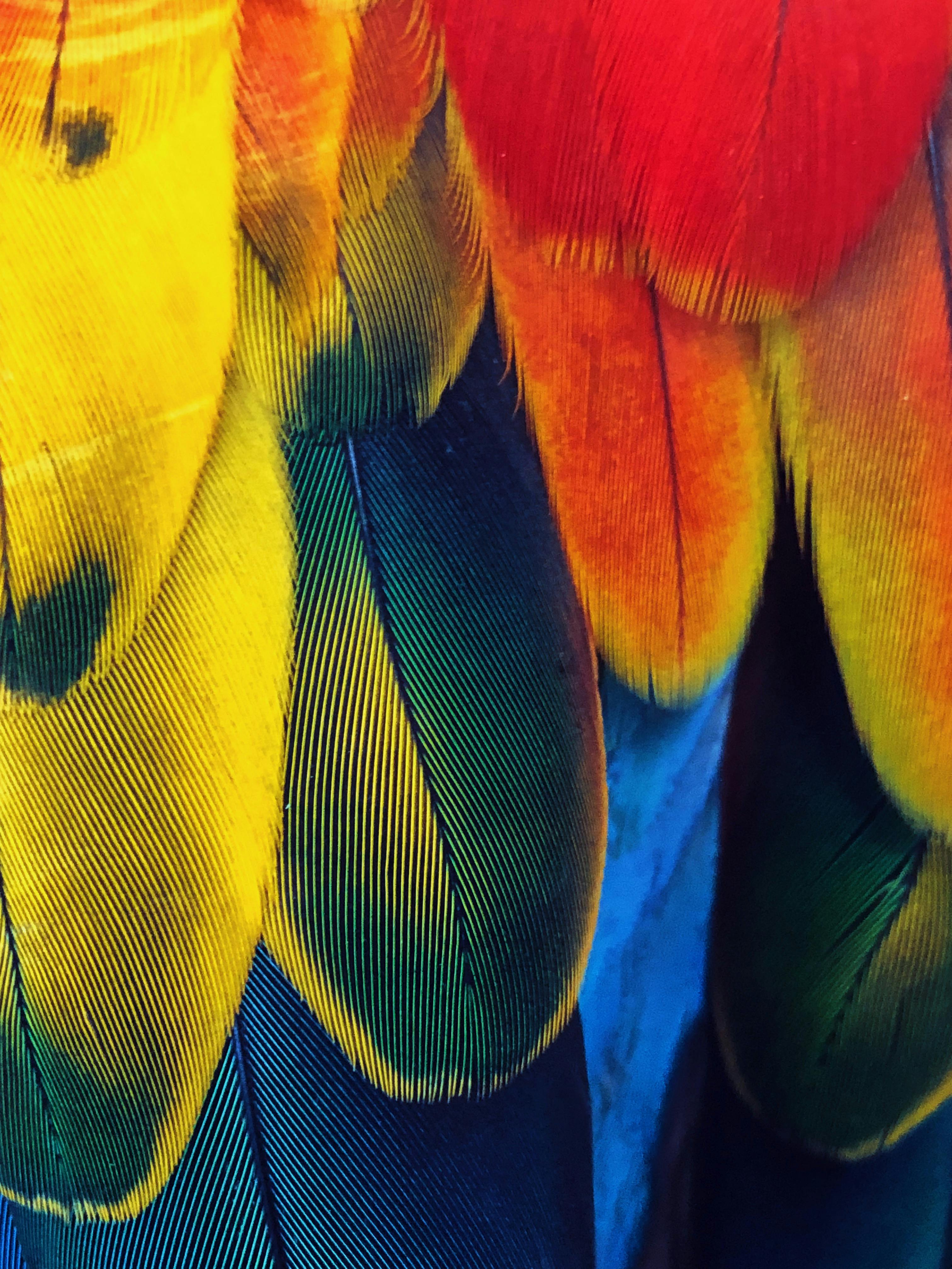 Parrots Playing with Toys