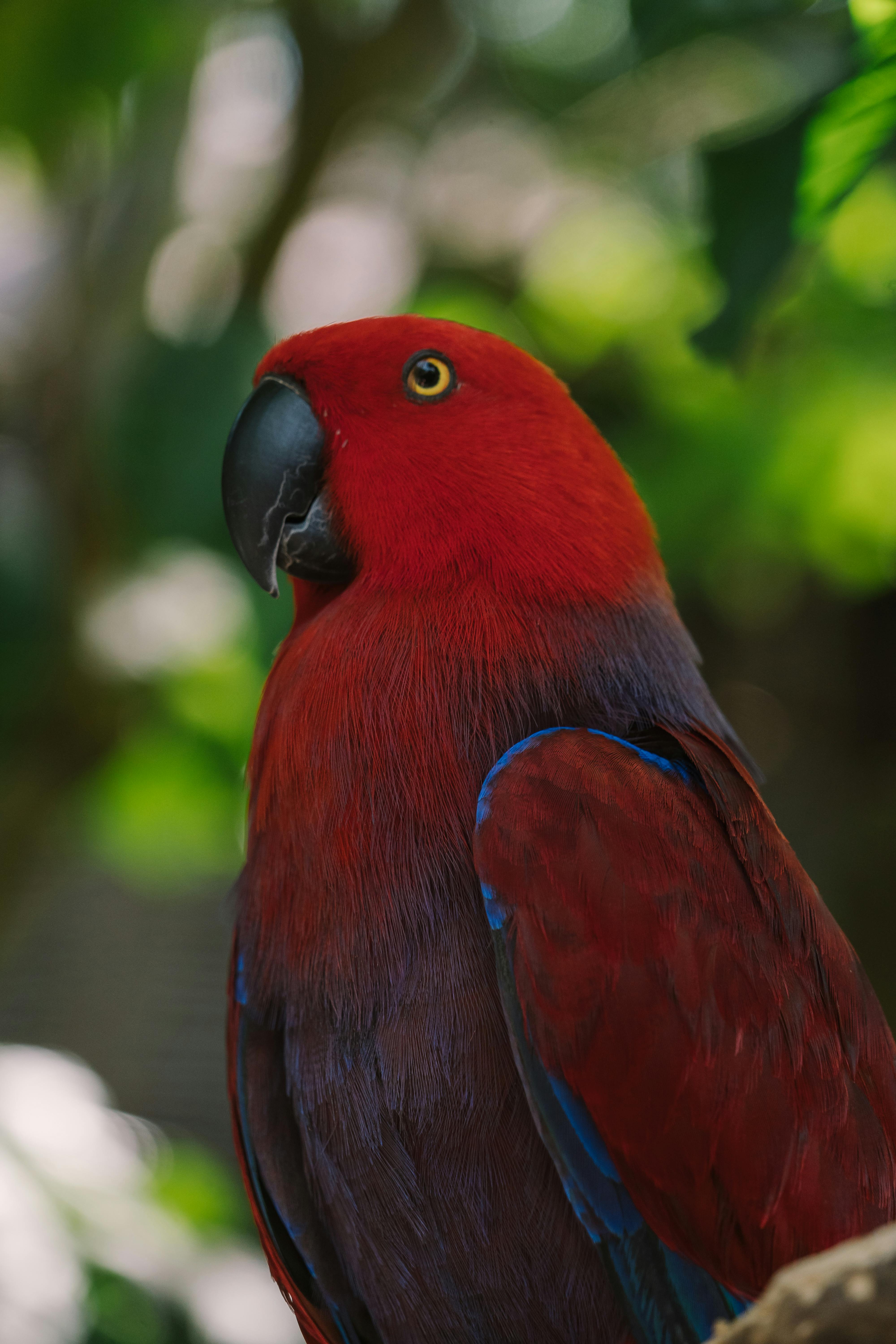 Red Crowned Parrot