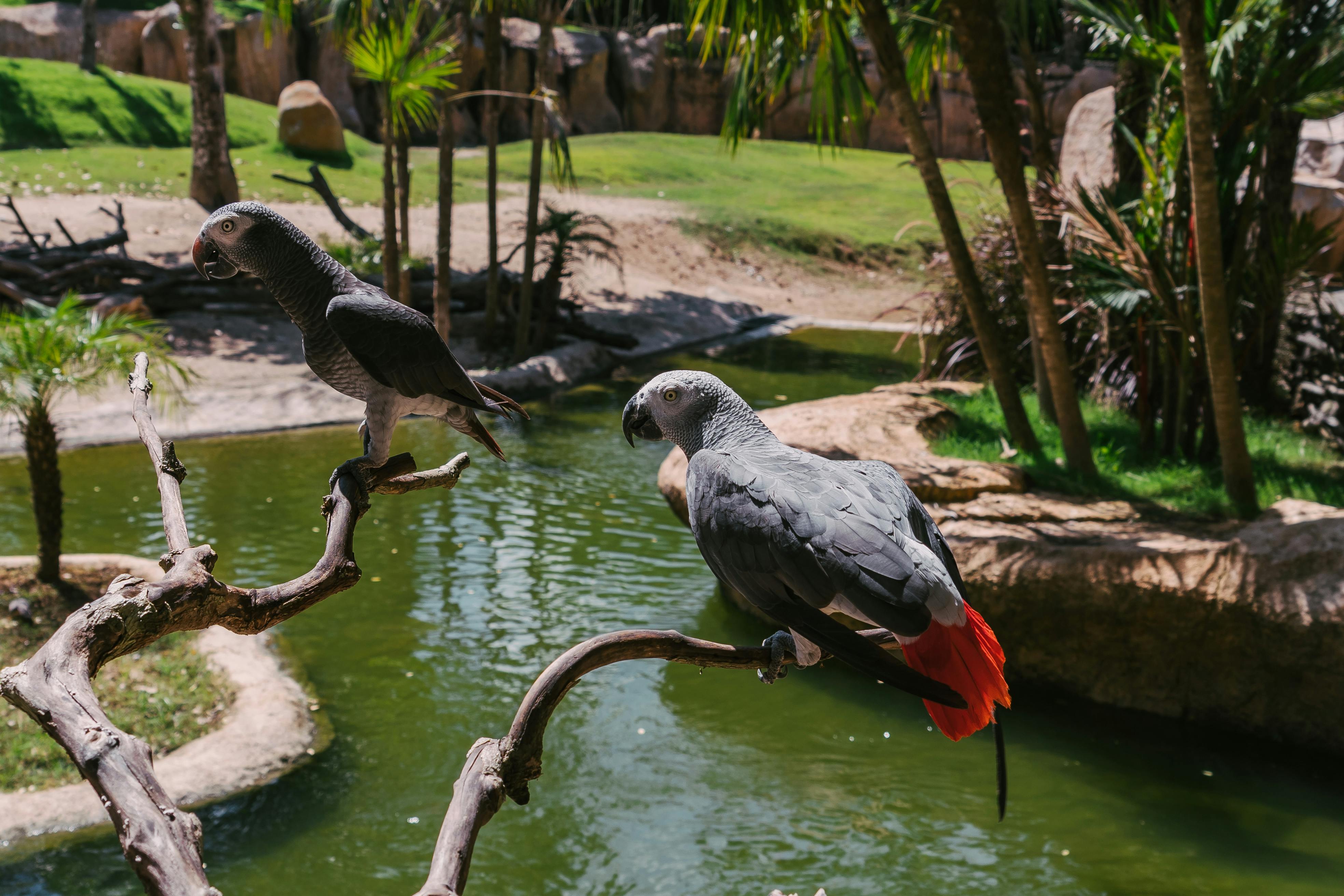 Healthy Red Crowned Parrot