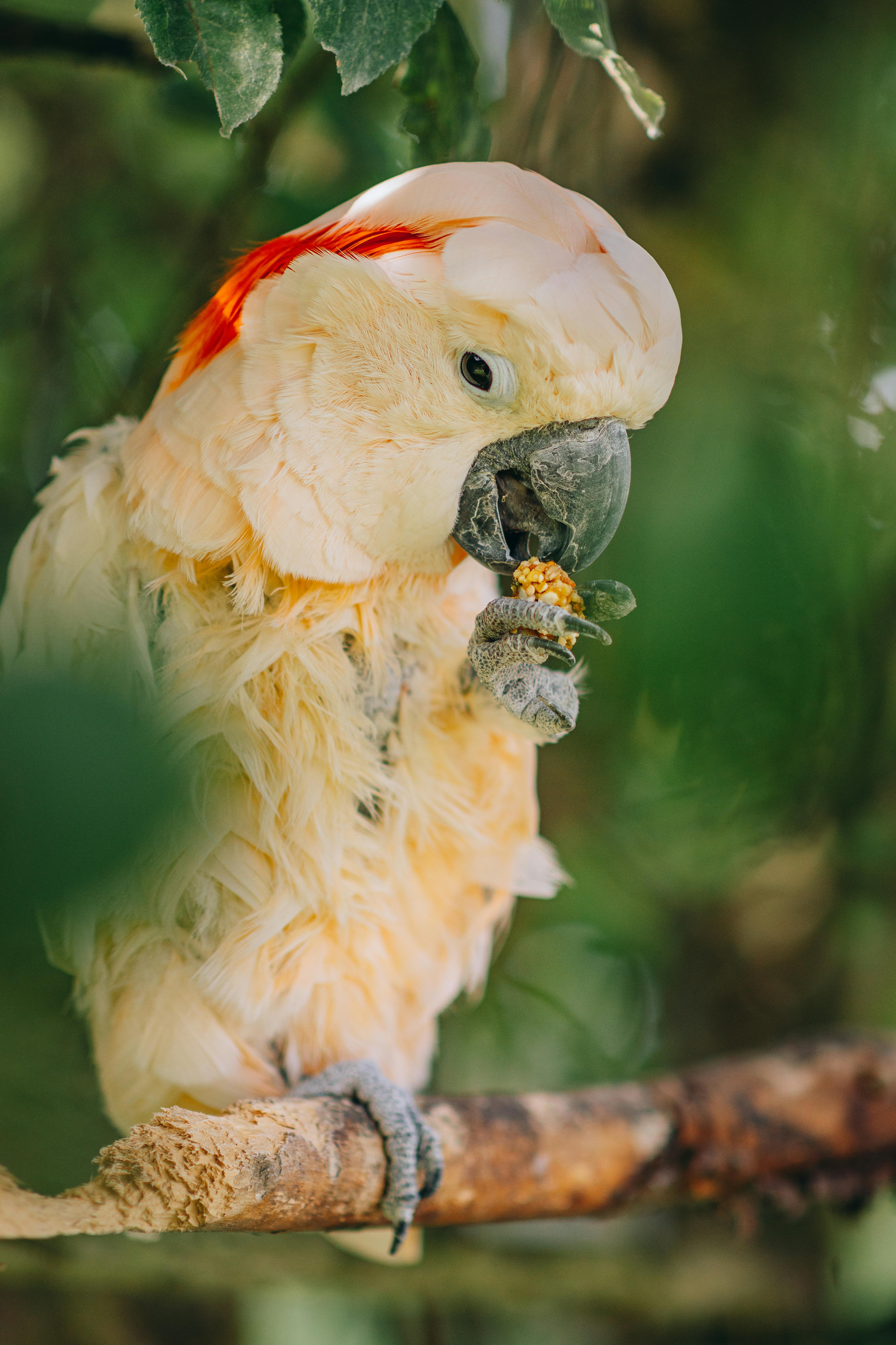 Paradise Parrot in the Wild