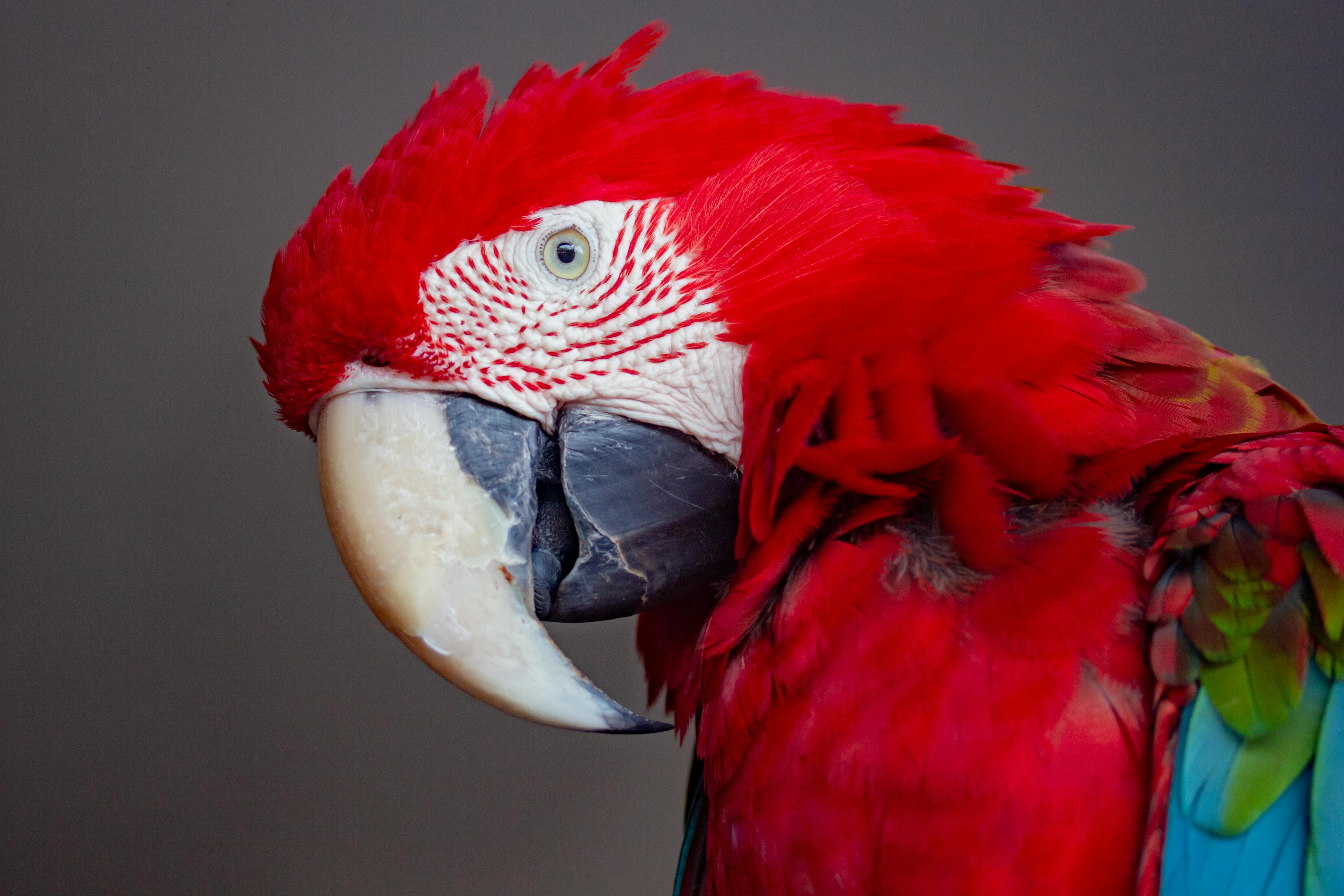 Understanding Parrot Meaning