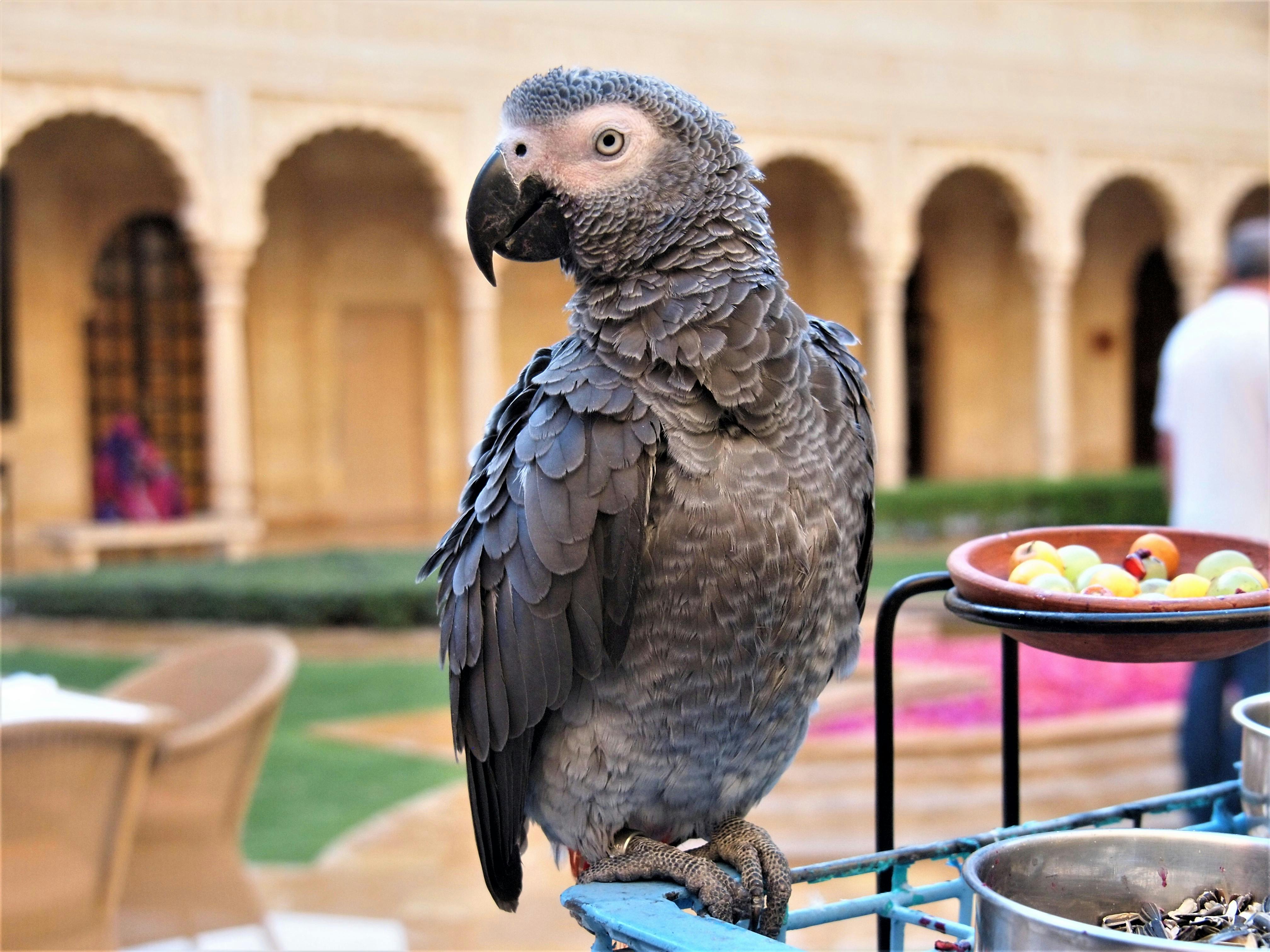 Gray African Parrot