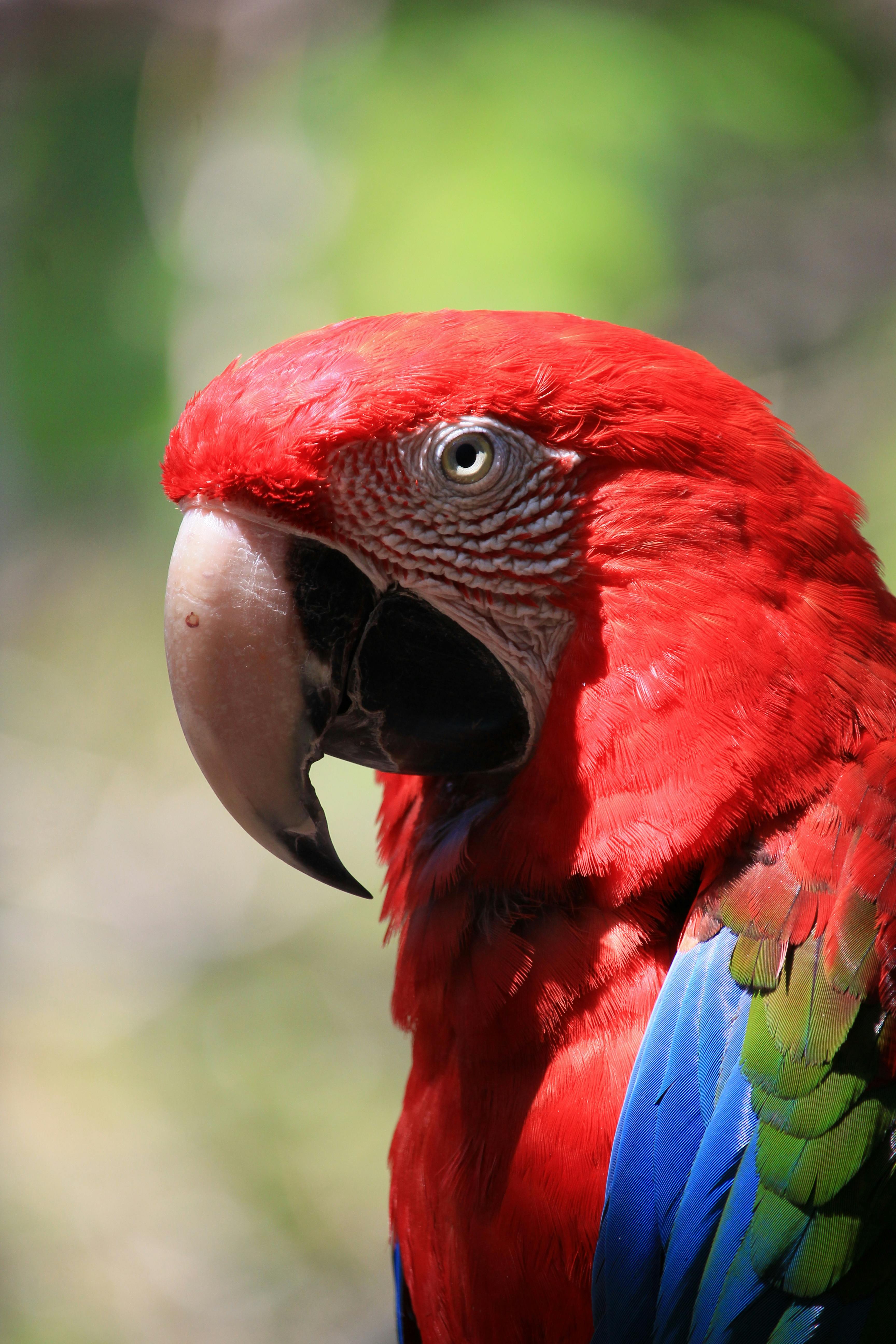 Green Amazon Parrot