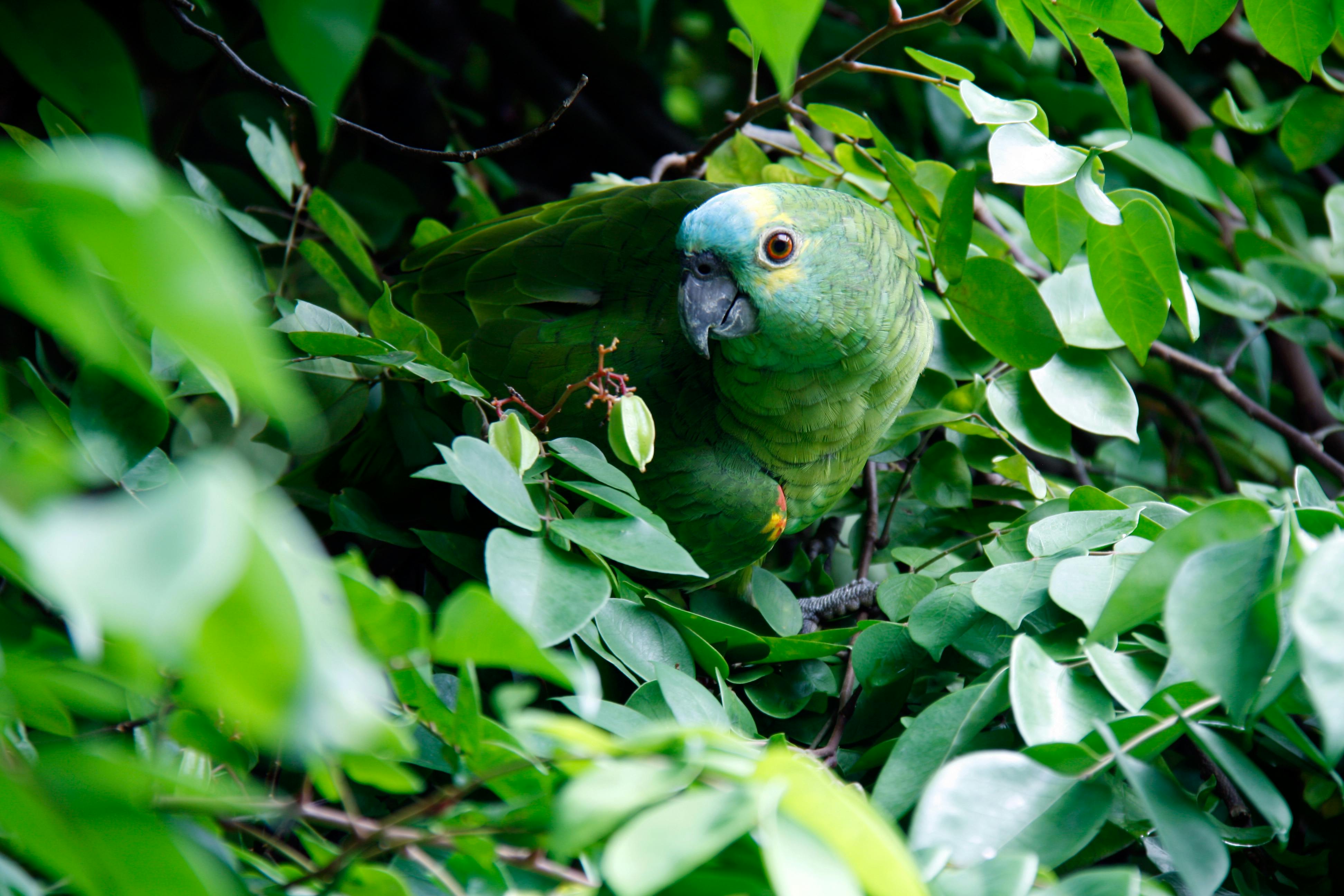 Communication in Amazon Parrots