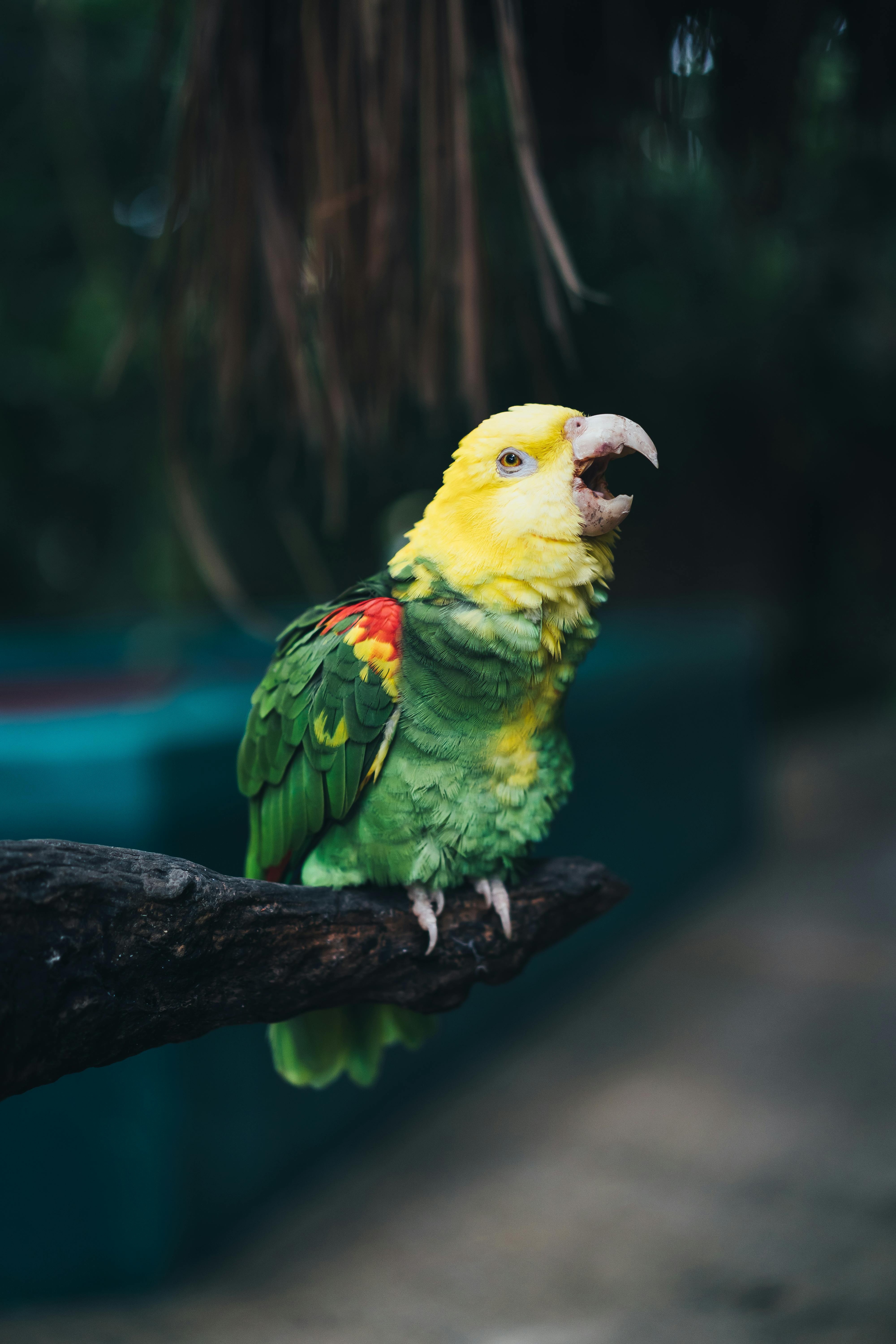 Colorful Parrots