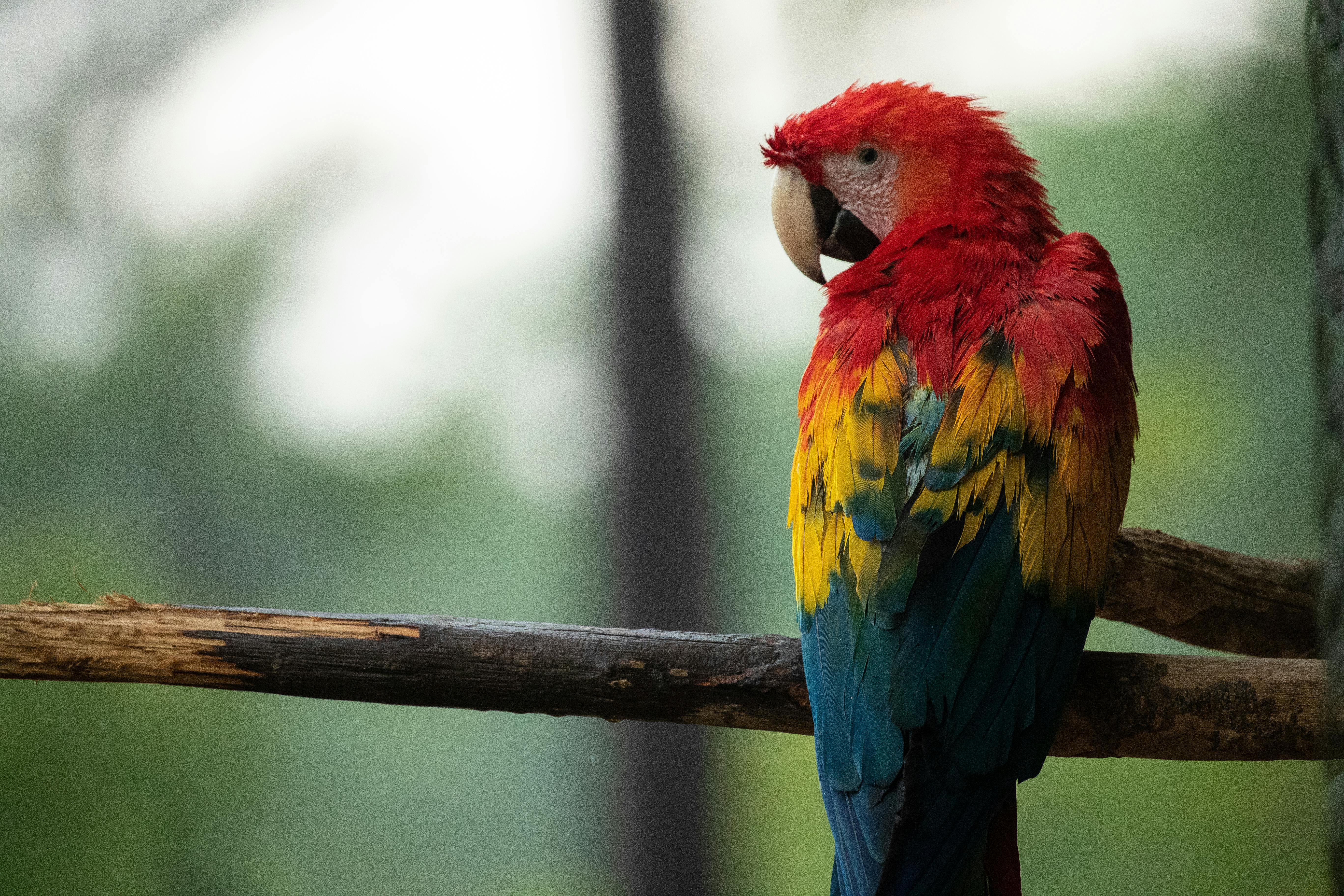 Parrot Adoption Near Me