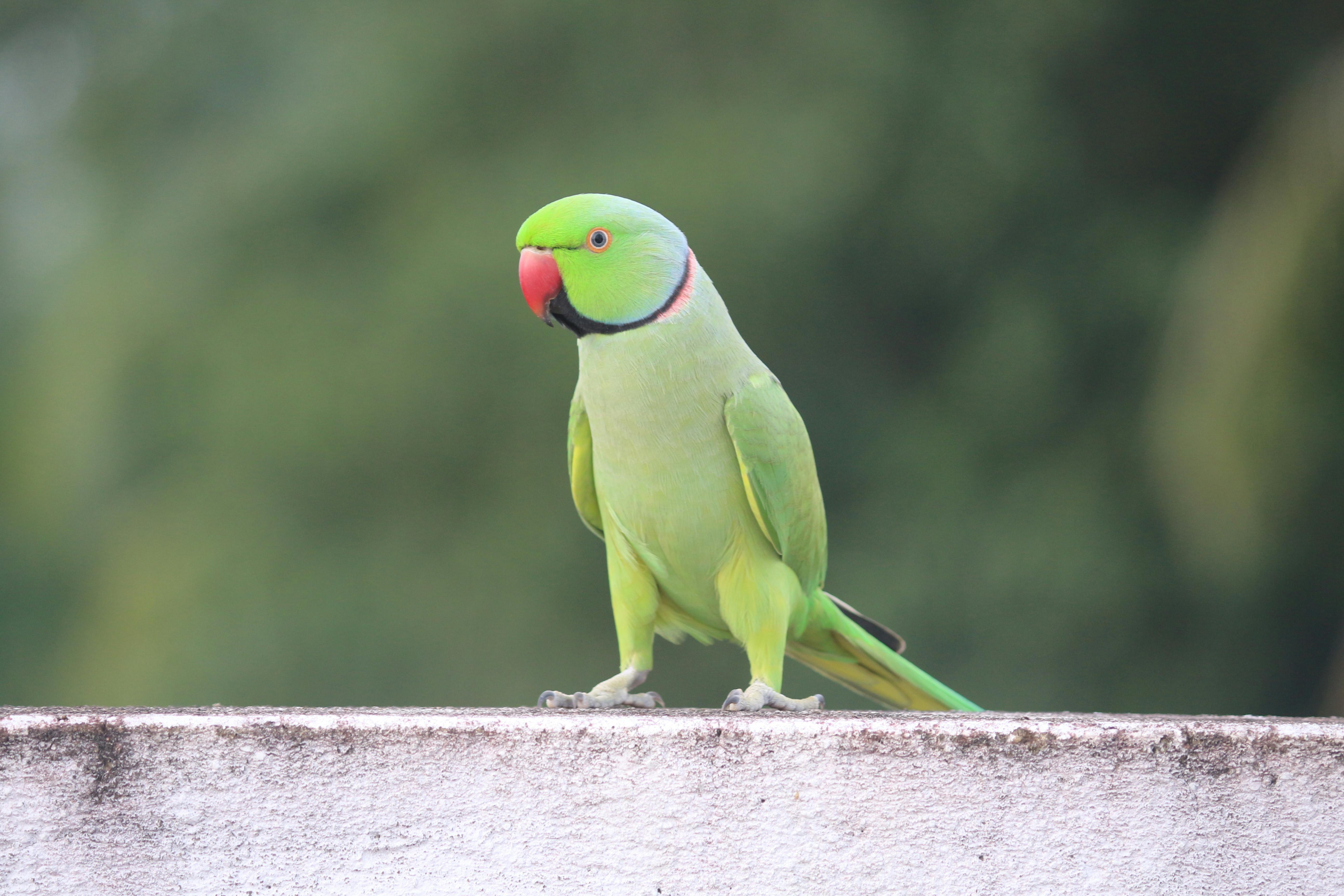 Indian Parrot