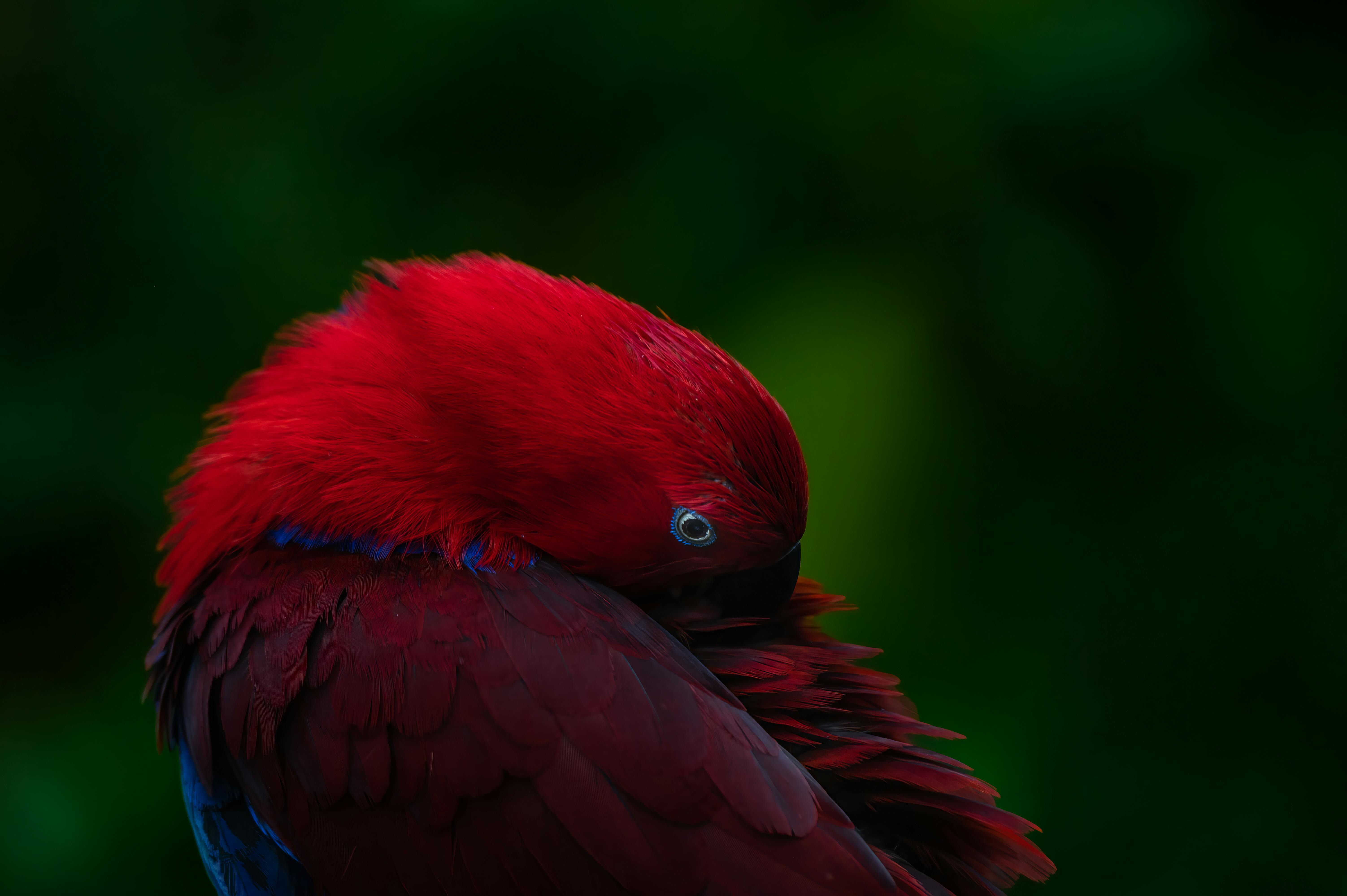 Eclectus Parrot Lifespan