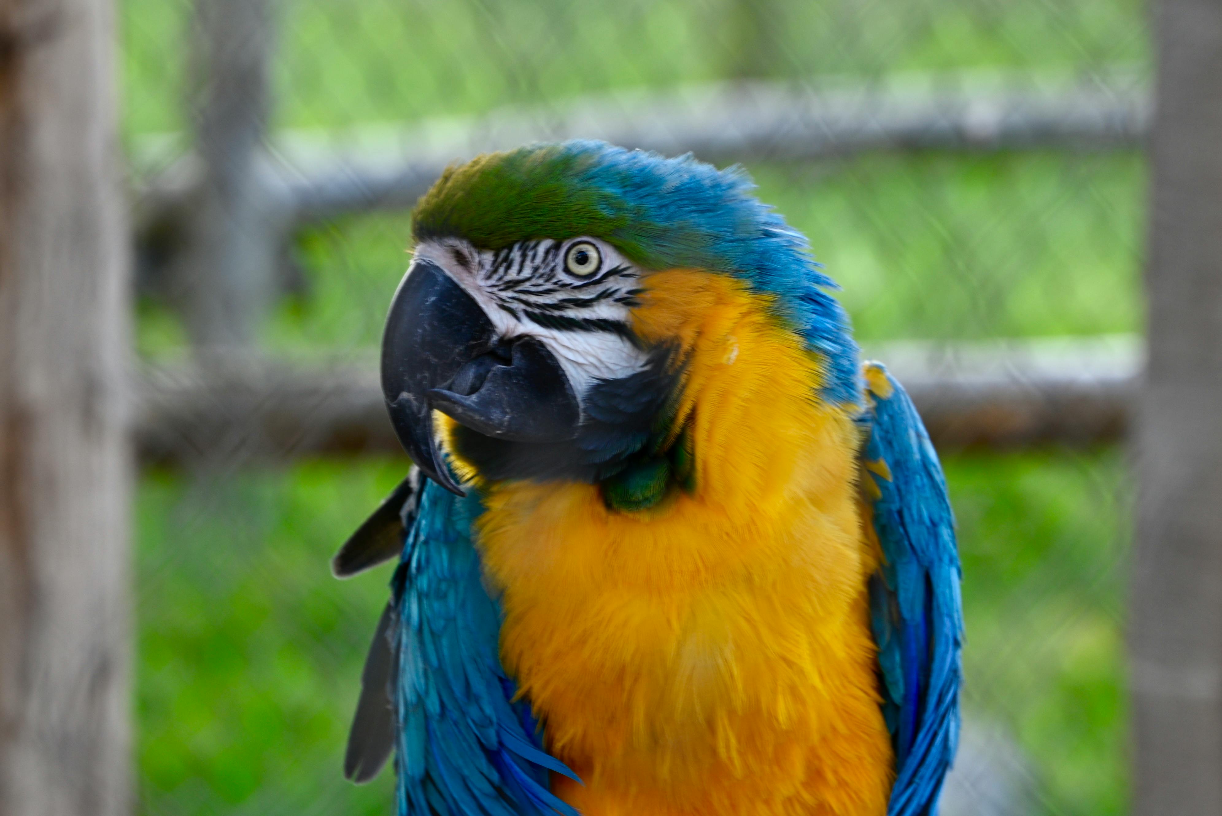 Eclectus Parrot Care