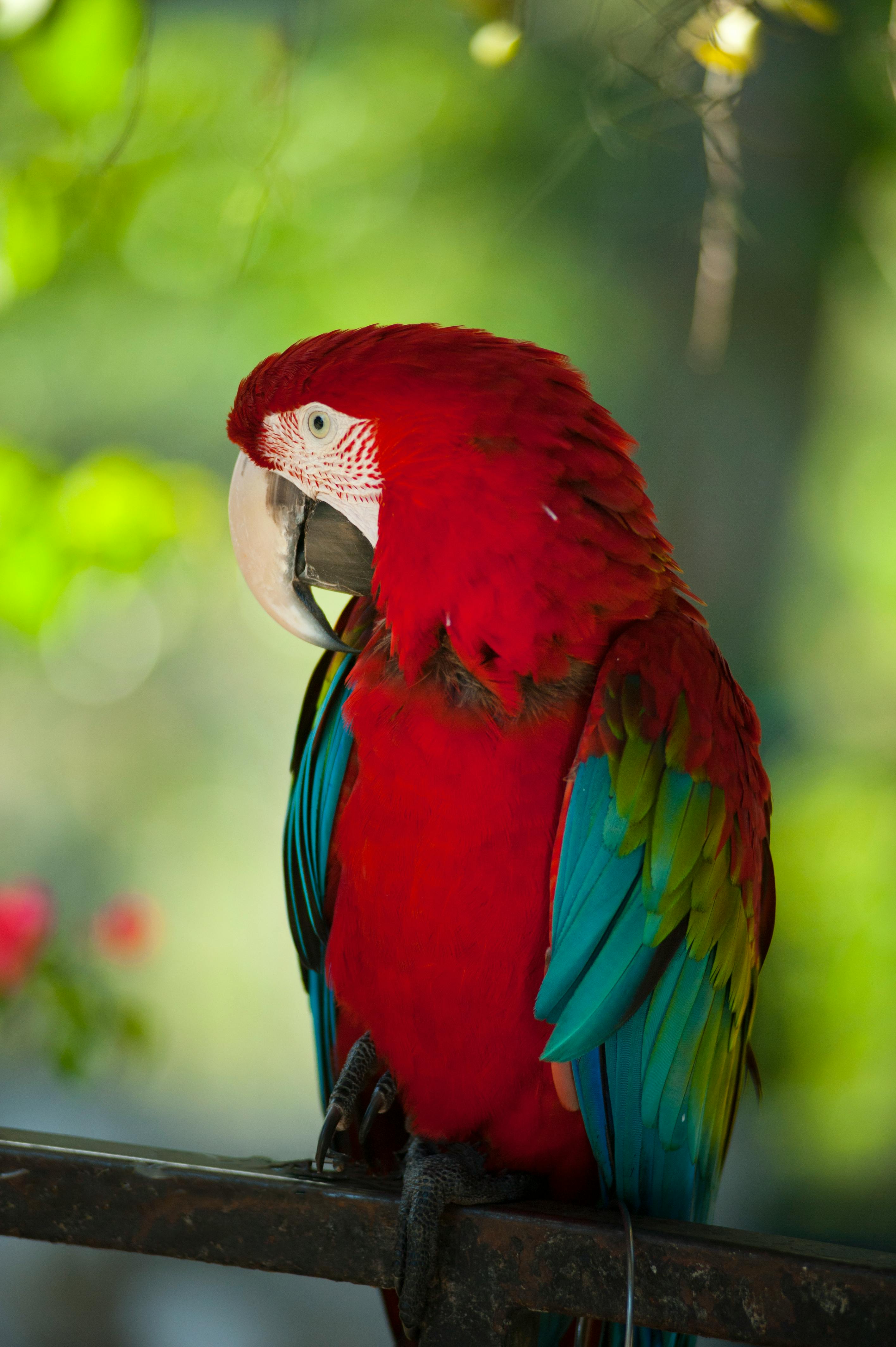 Types of Parrots