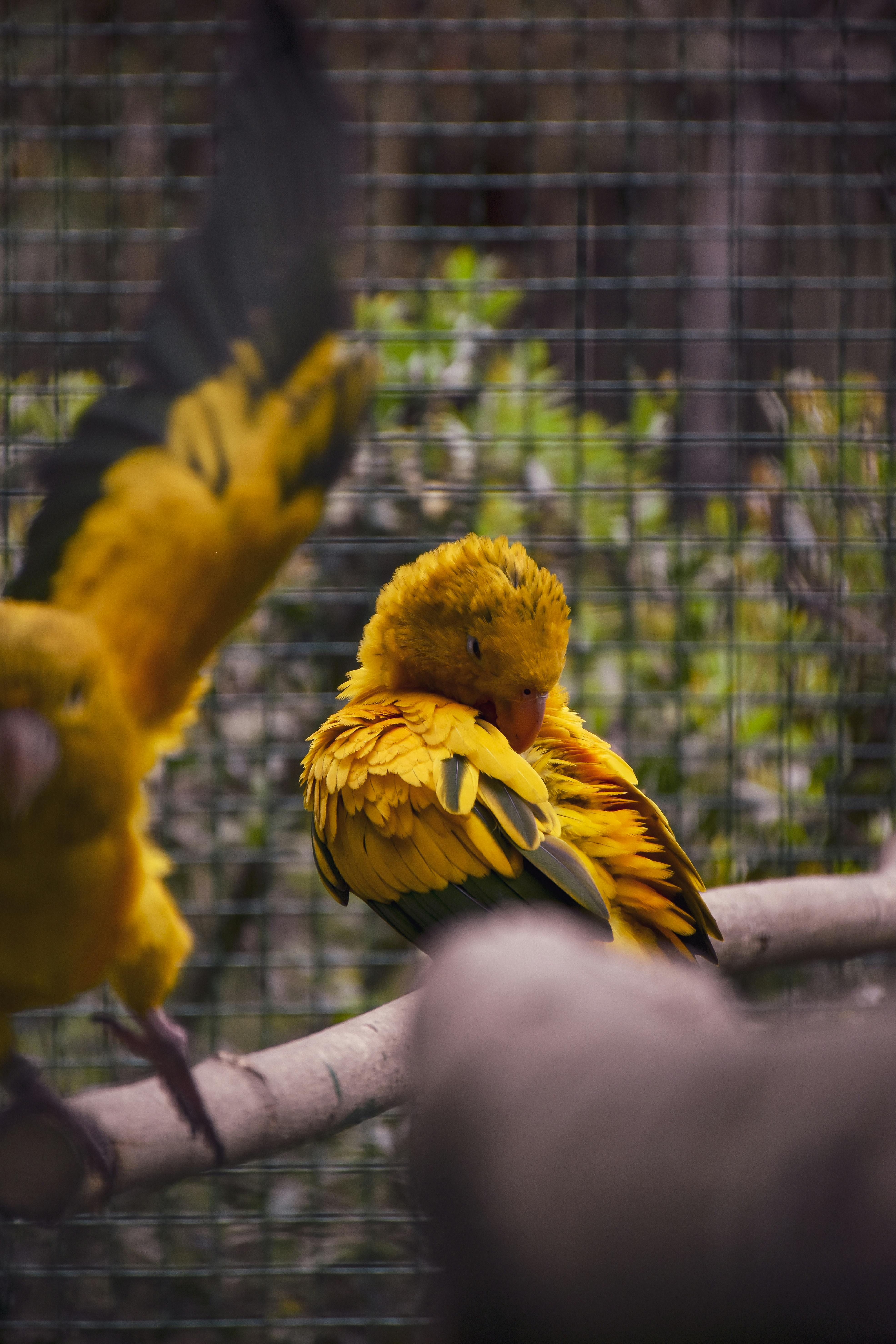 Sun Conure Parrot