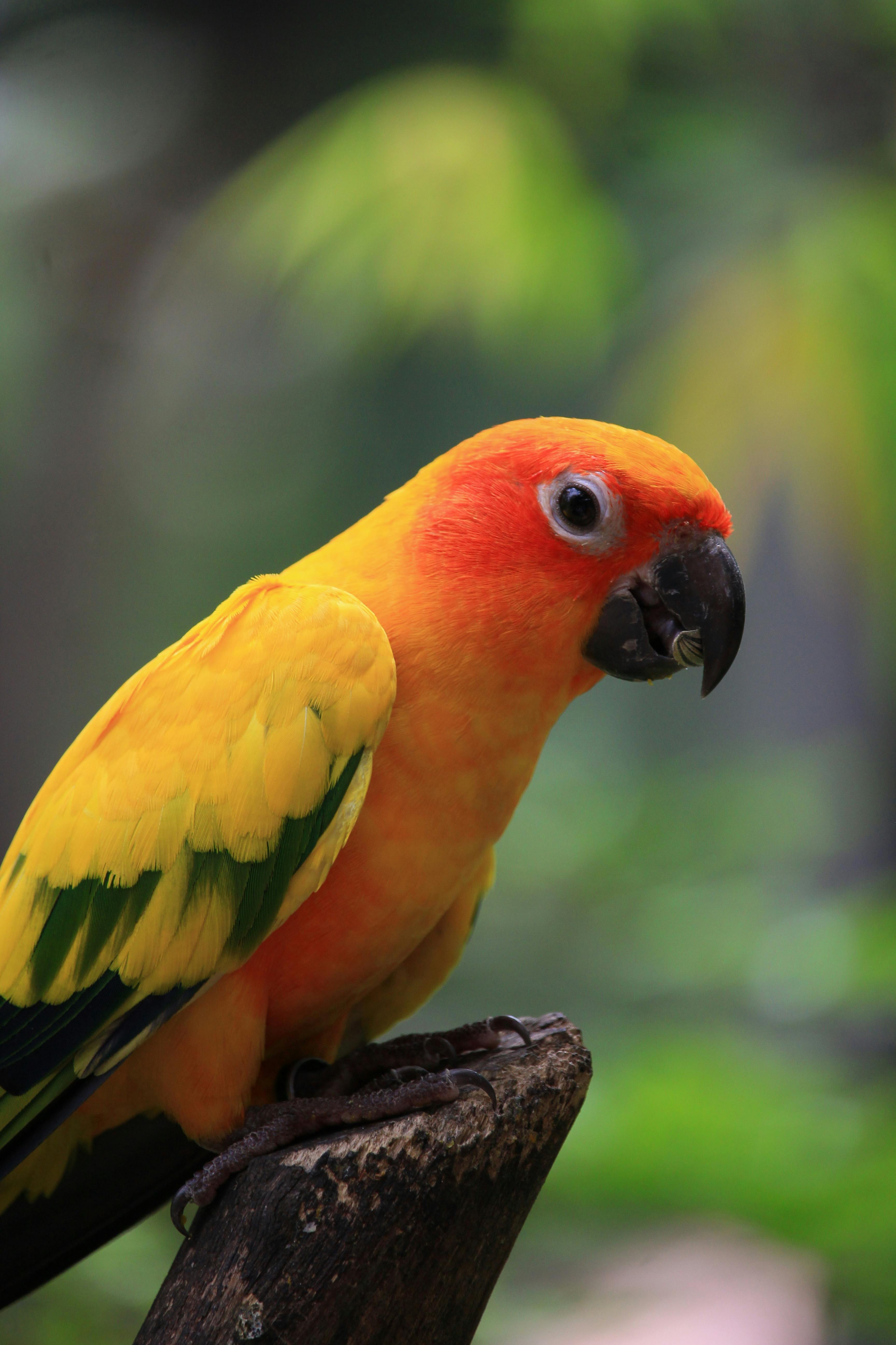 Happy Sun Conure Parrot