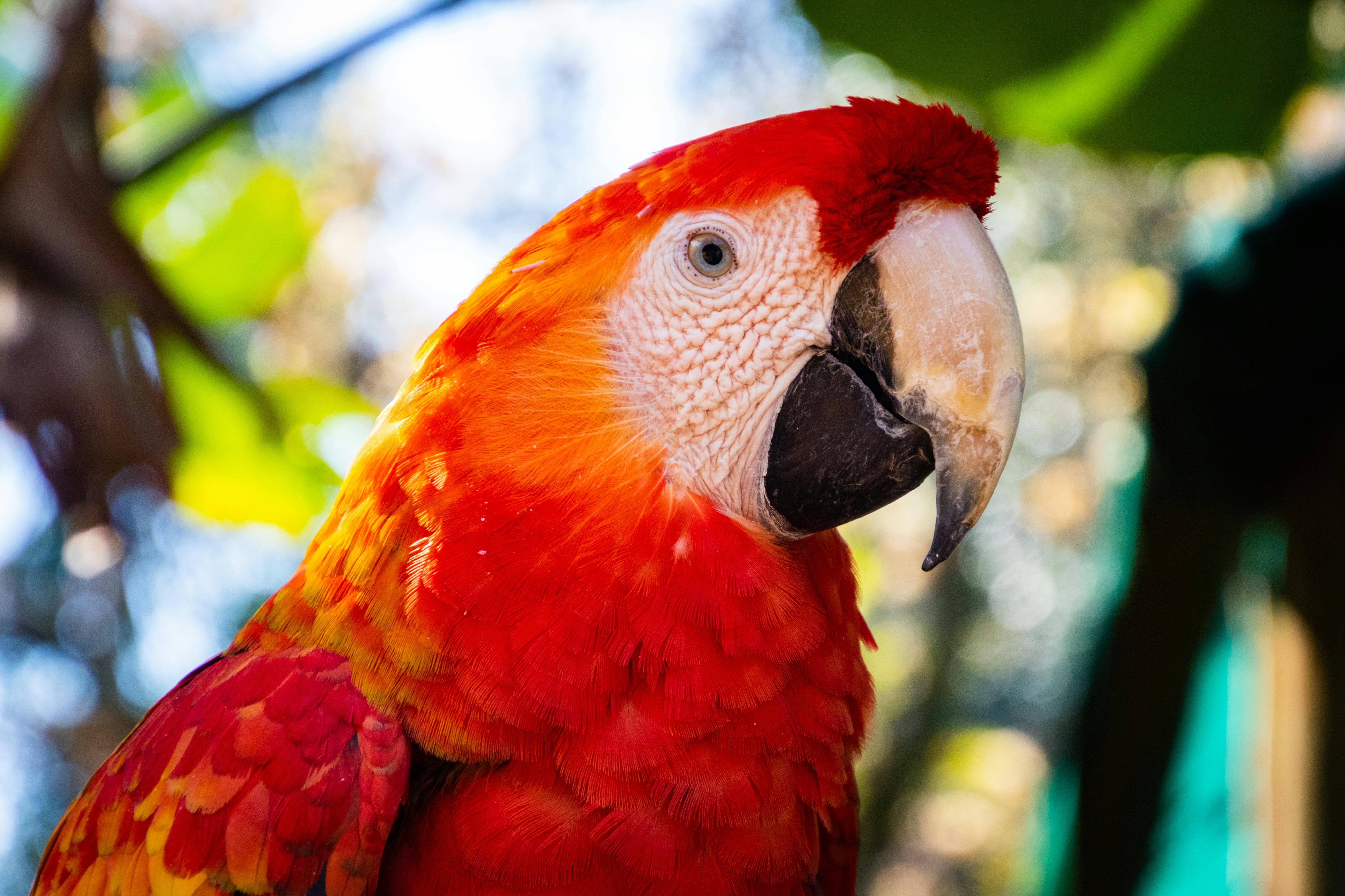 Enriched Parrot Habitat