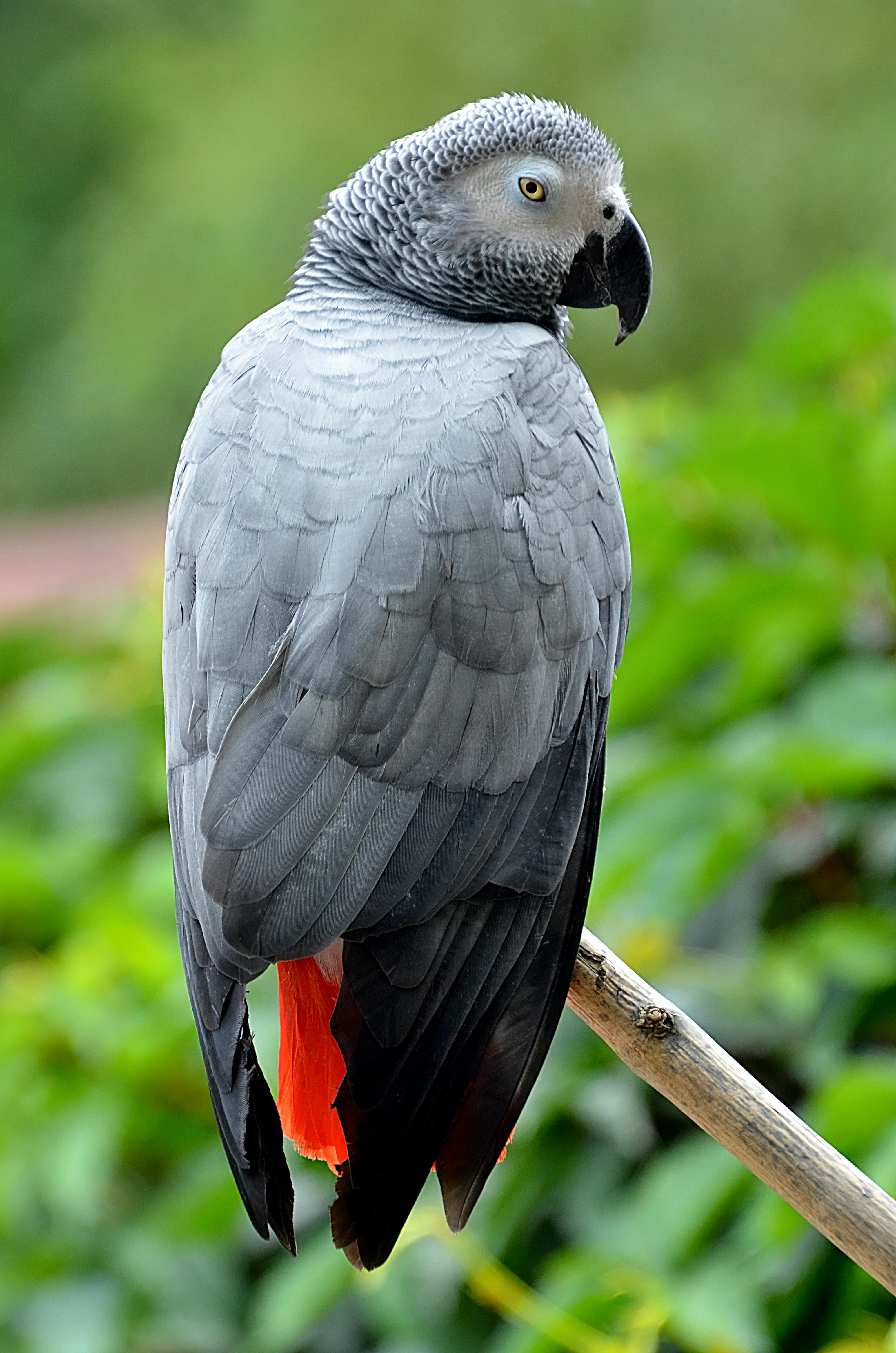 African Grey Parrot