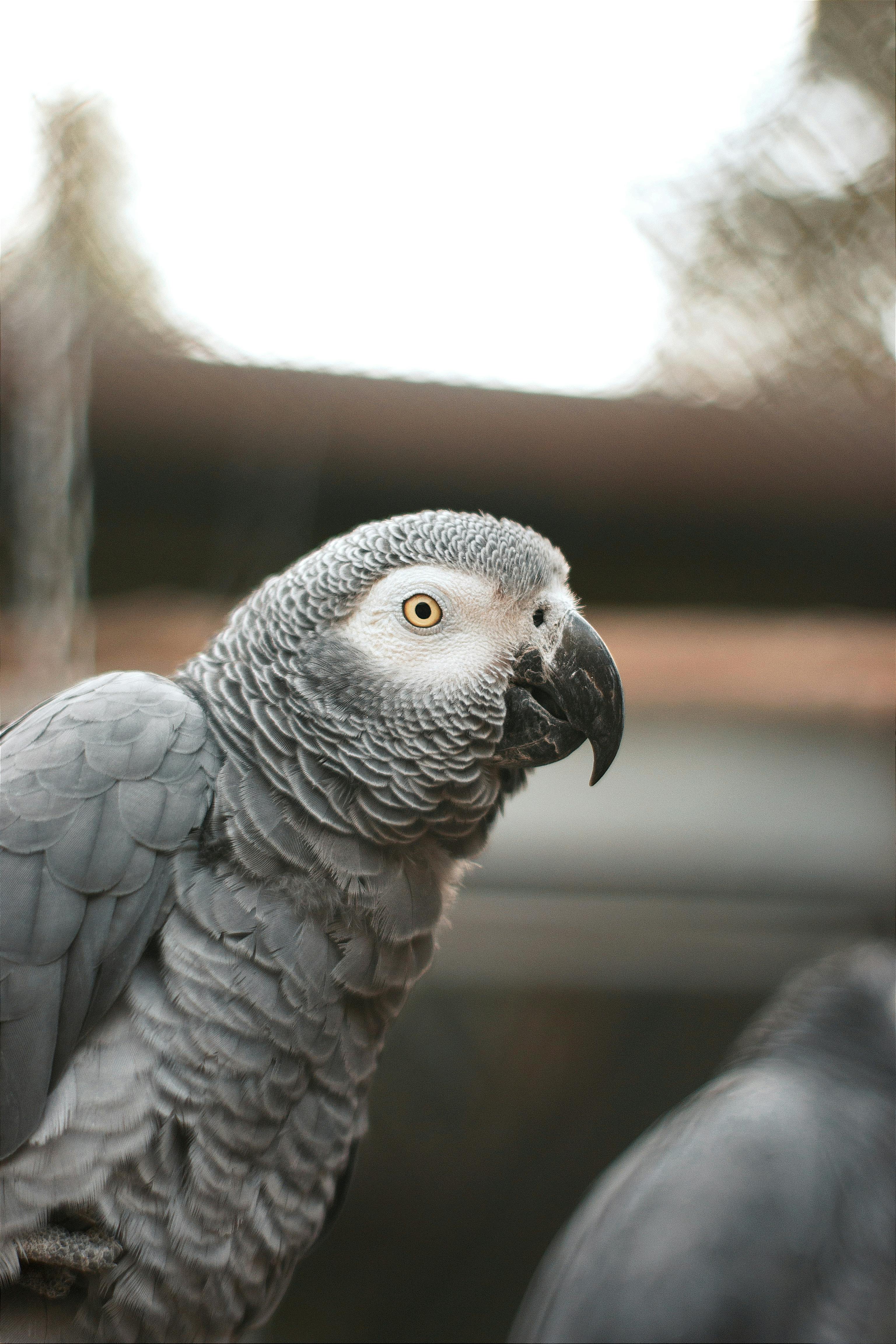 African Grey Parrot