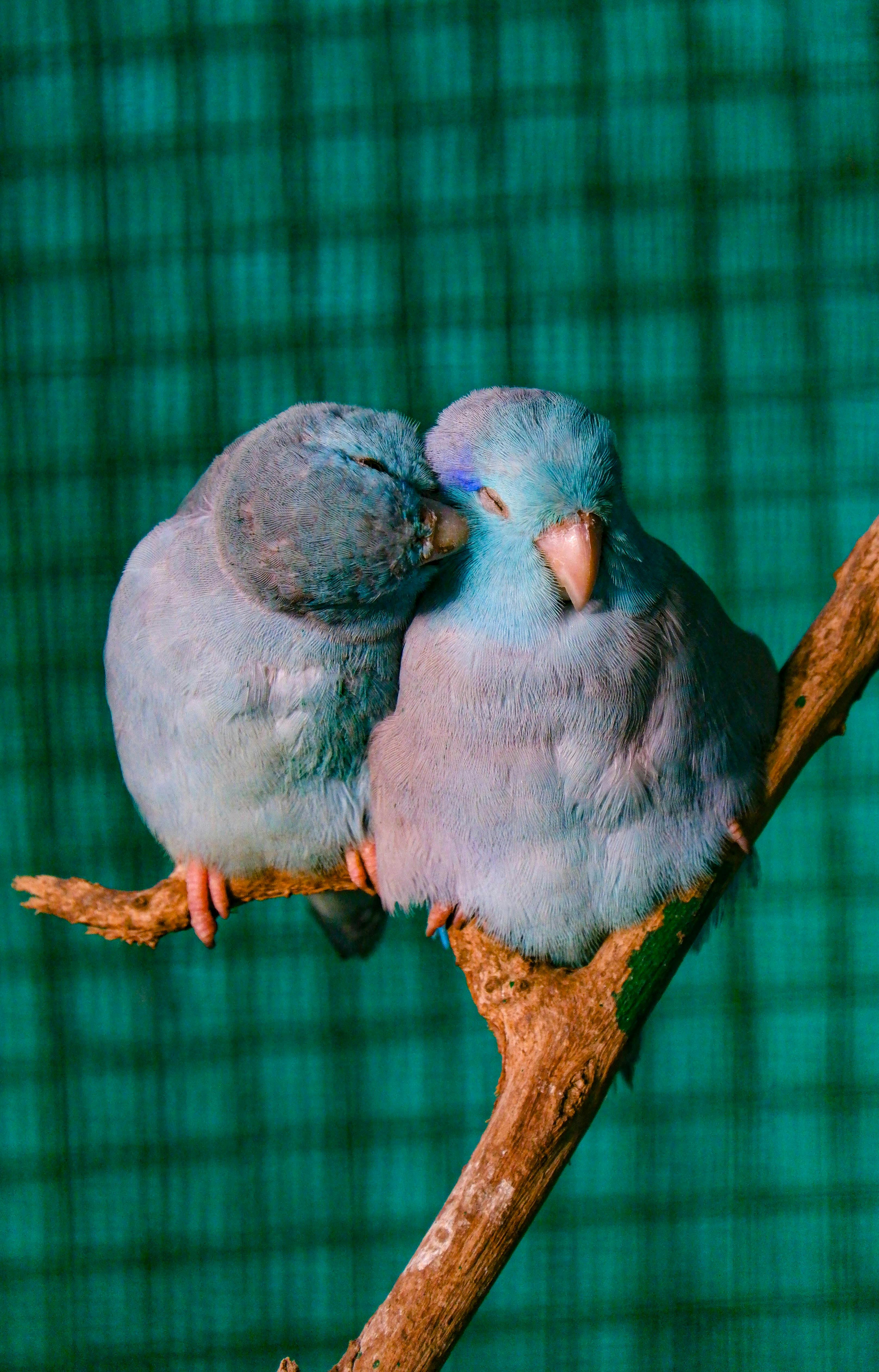 Beautiful Parrotlet