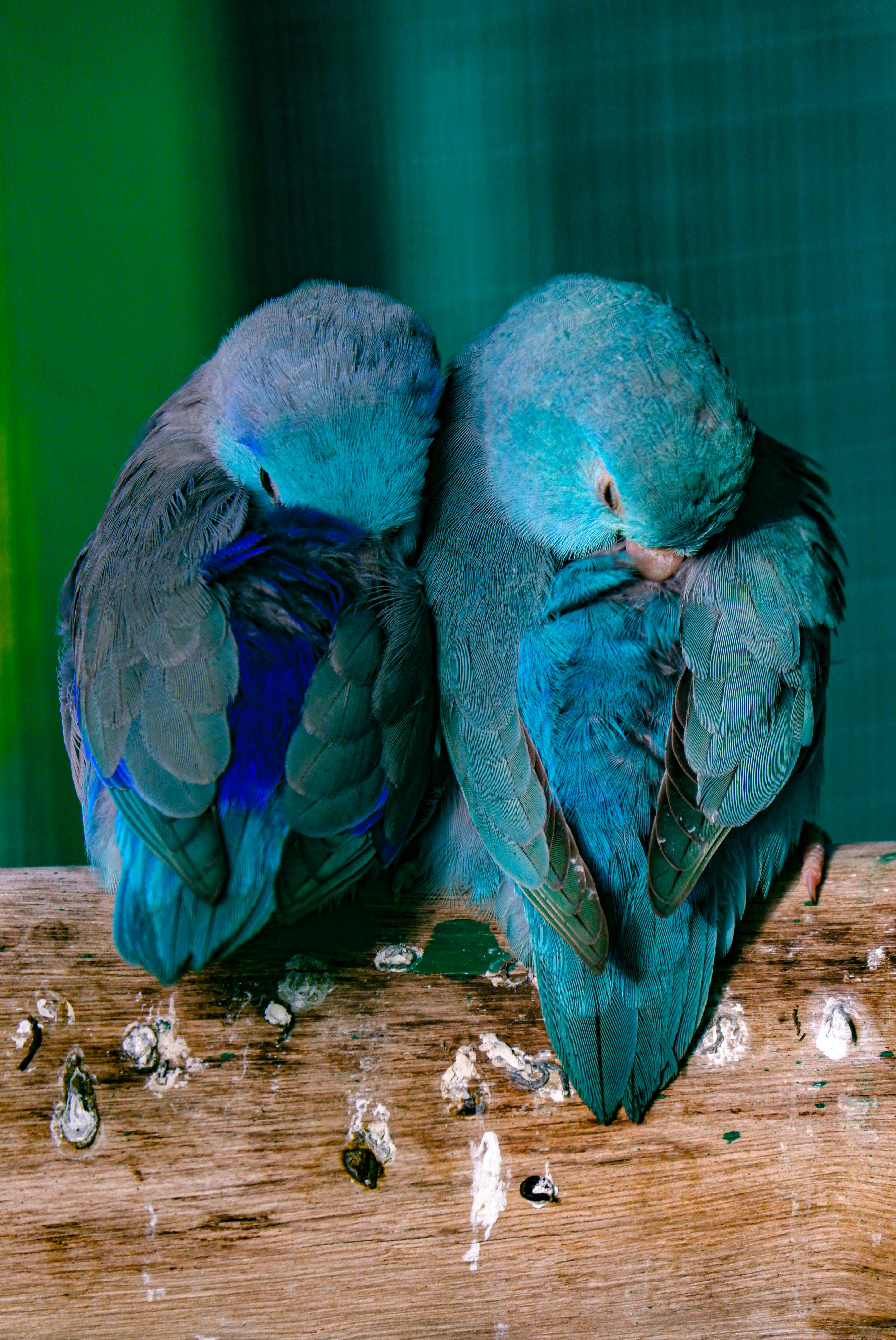 Colorful Parrotlet