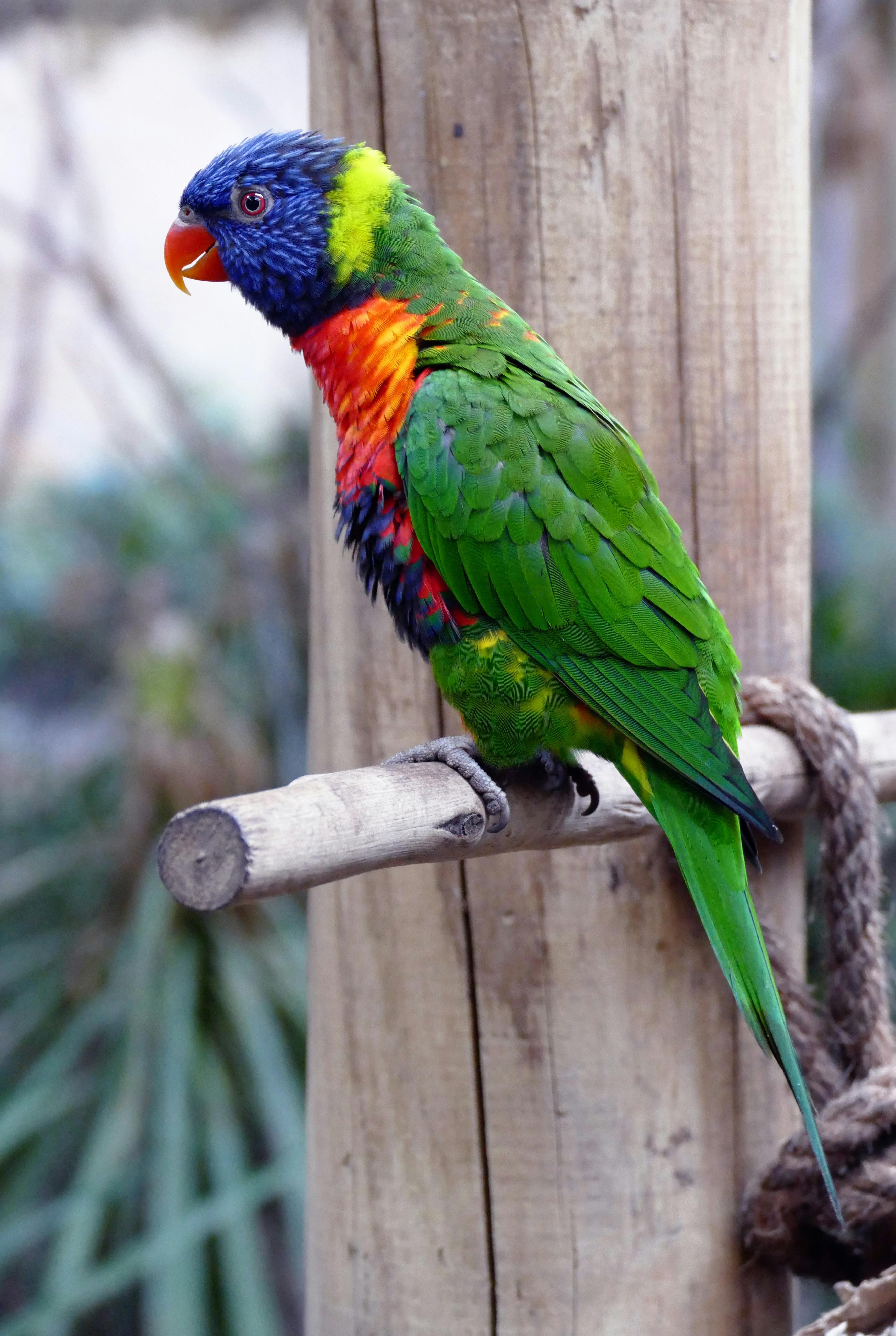 Colorful Parrots