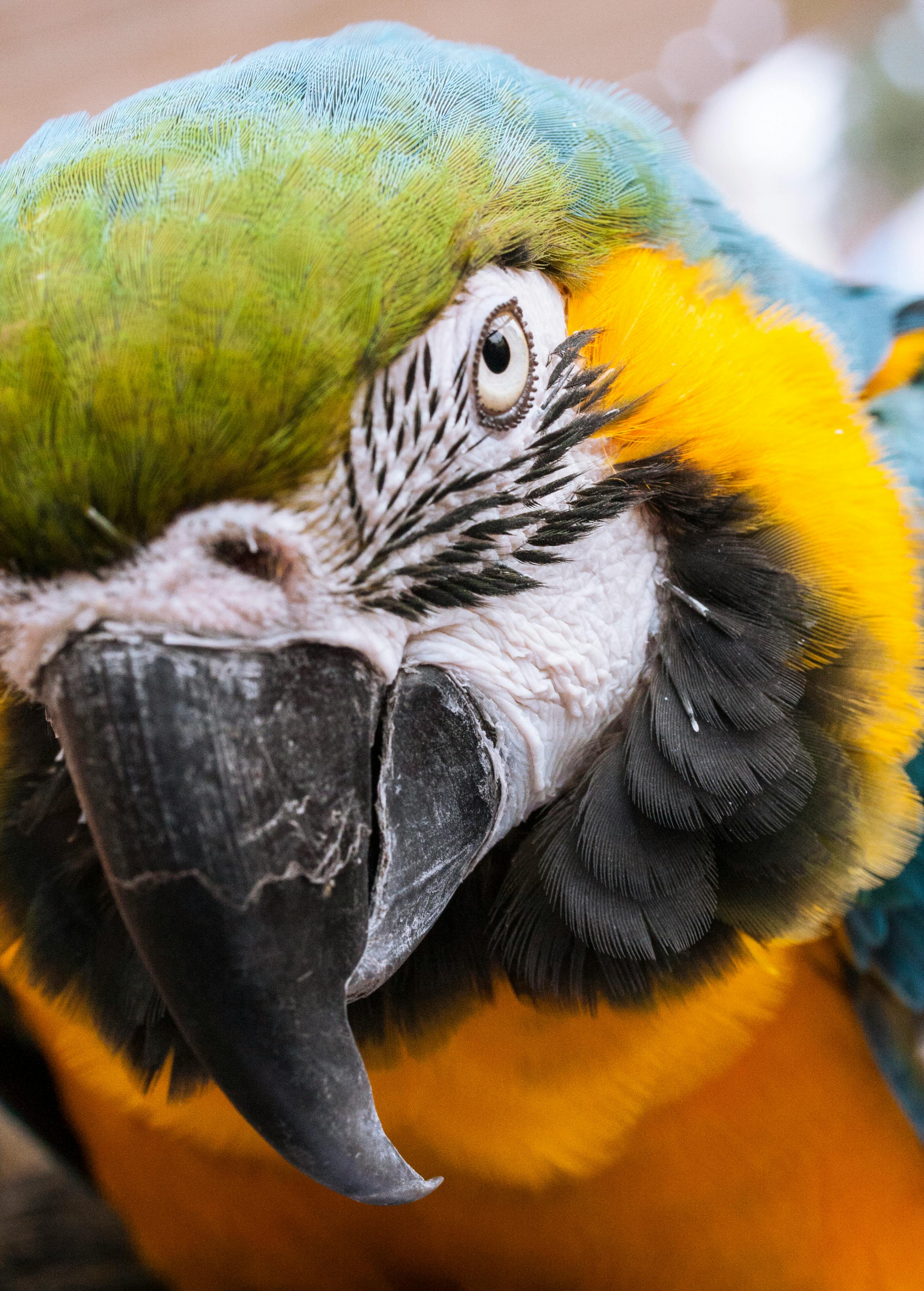 Variety of Parrots