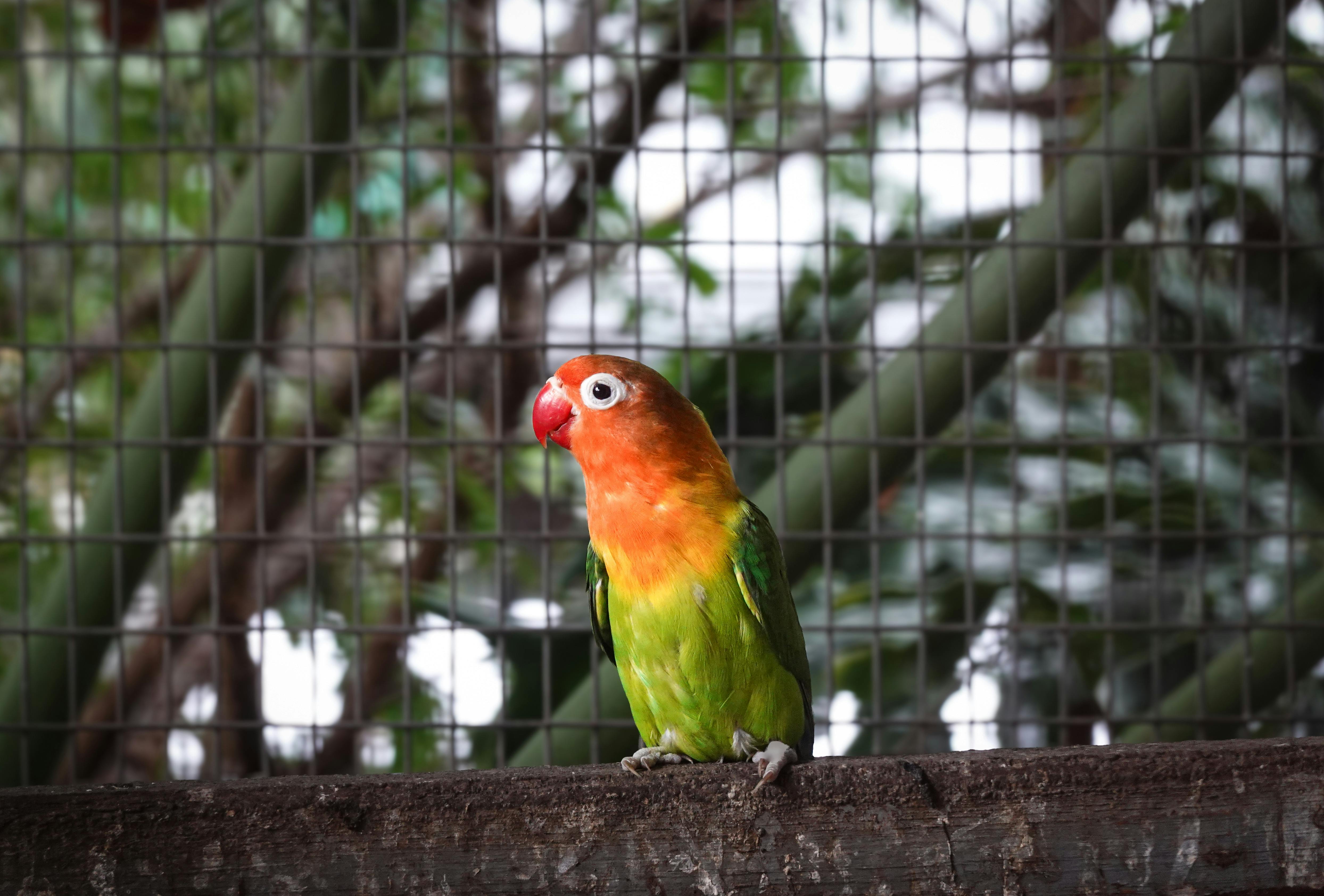 Parrot Adoption Near Me